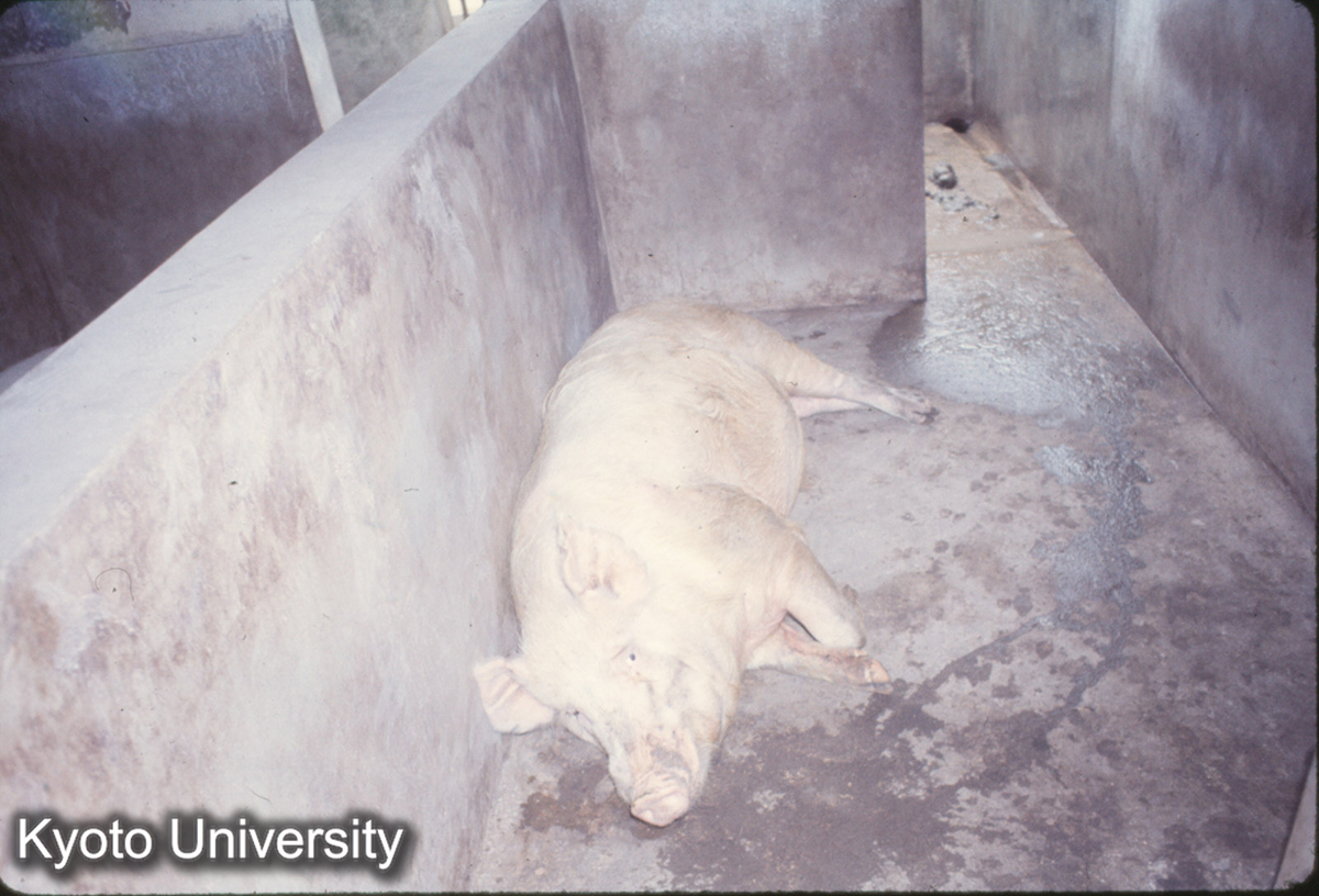 1033_上海 虹橋人民公社 豚 (1)