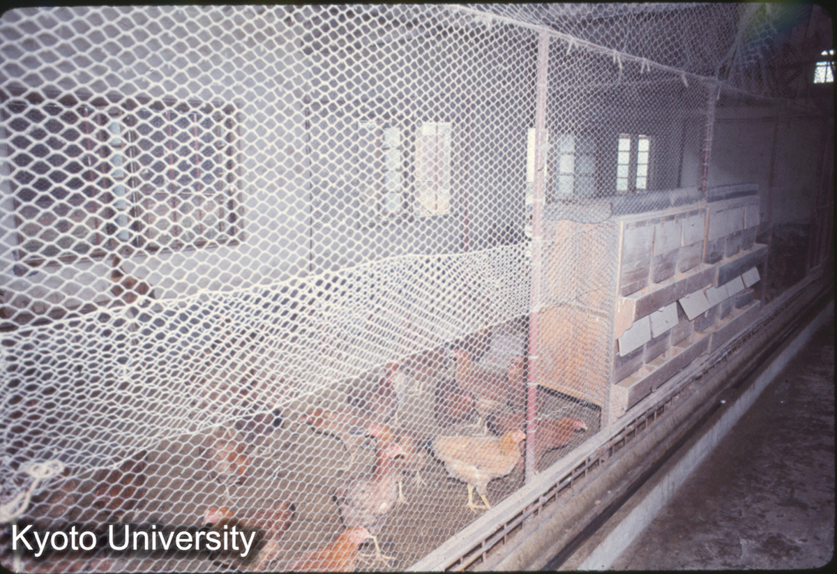 1035_上海 虹橋人民公社 鶏 (1)