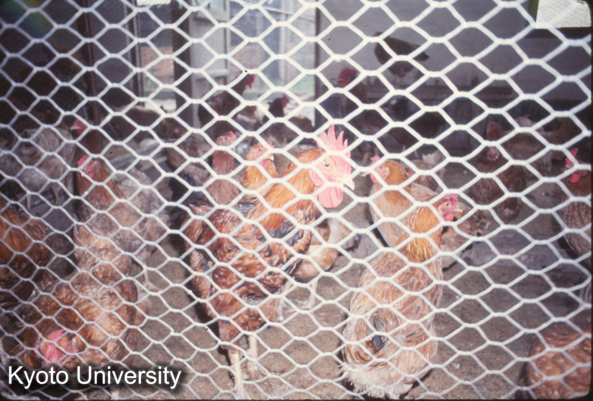 1036_上海 虹橋人民公社 鶏 (1)