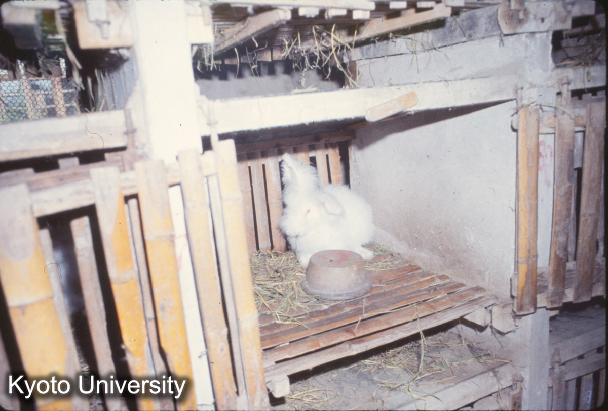 1037_上海 虹橋人民公社 兎 (1)