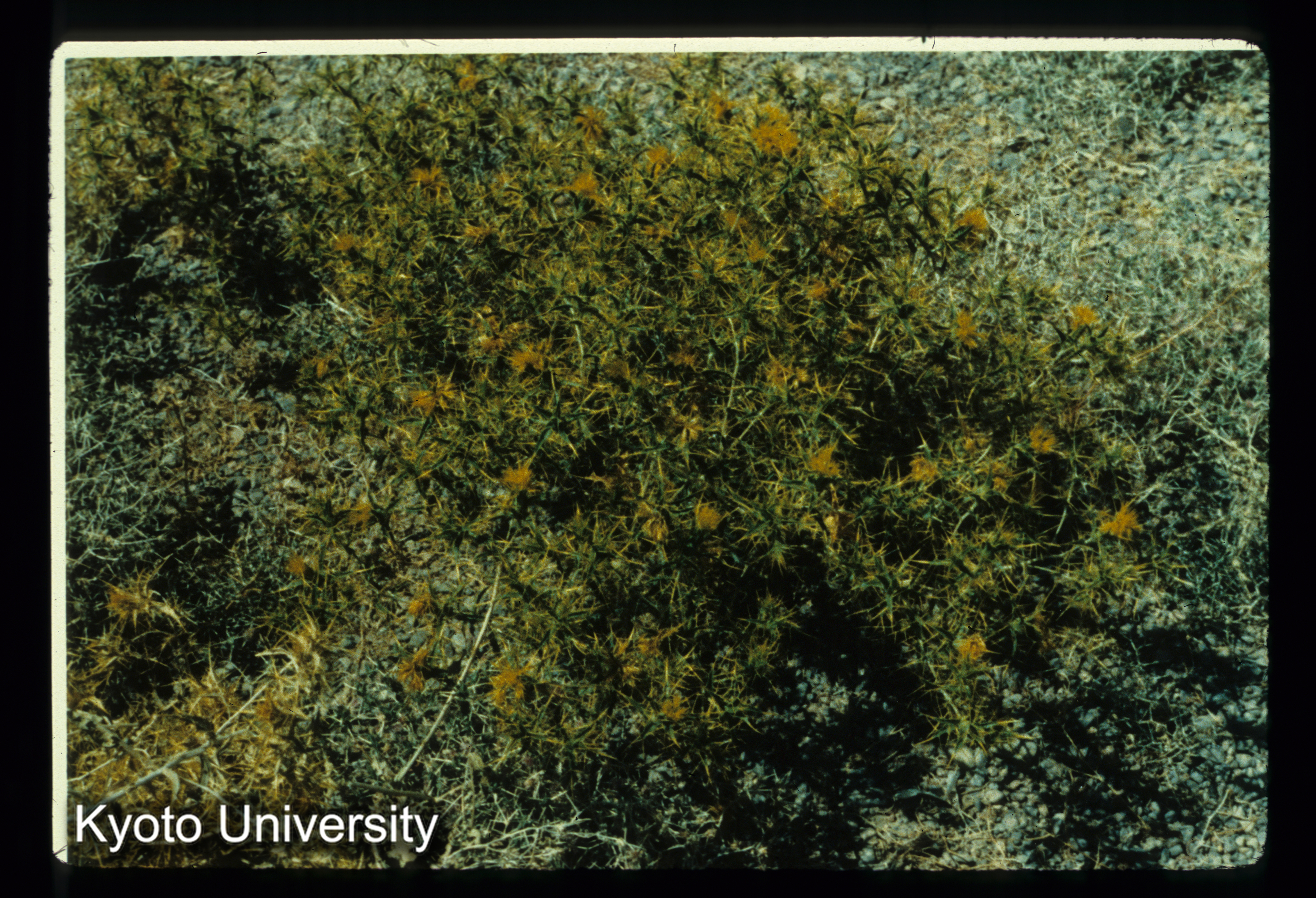 I103_キュロス王の墓付近の草 （Pasargadae） (1)