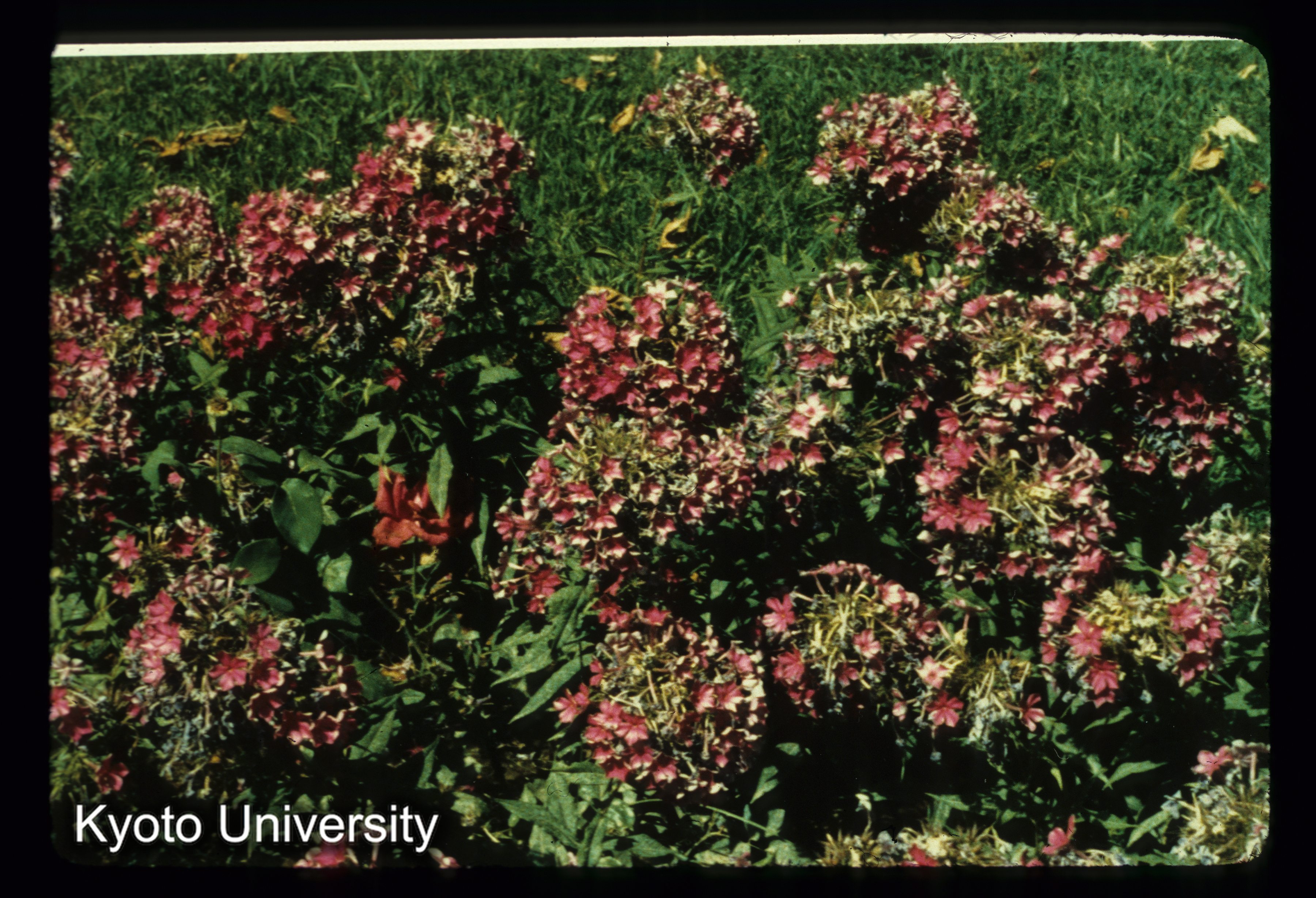 A17_Estalif Hotel中庭 花 (1)