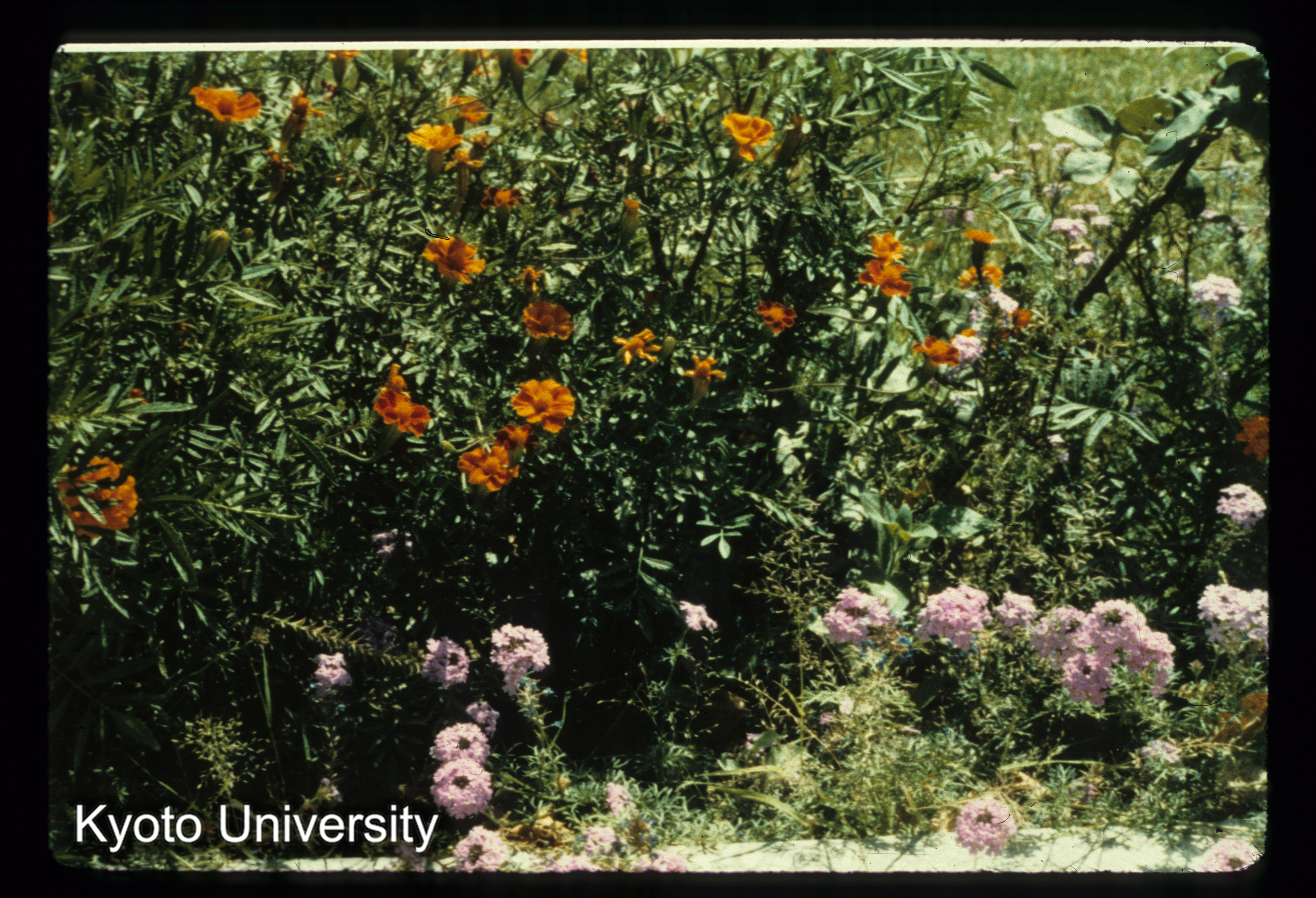 A18_Estalif Hotel中庭 花 (1)