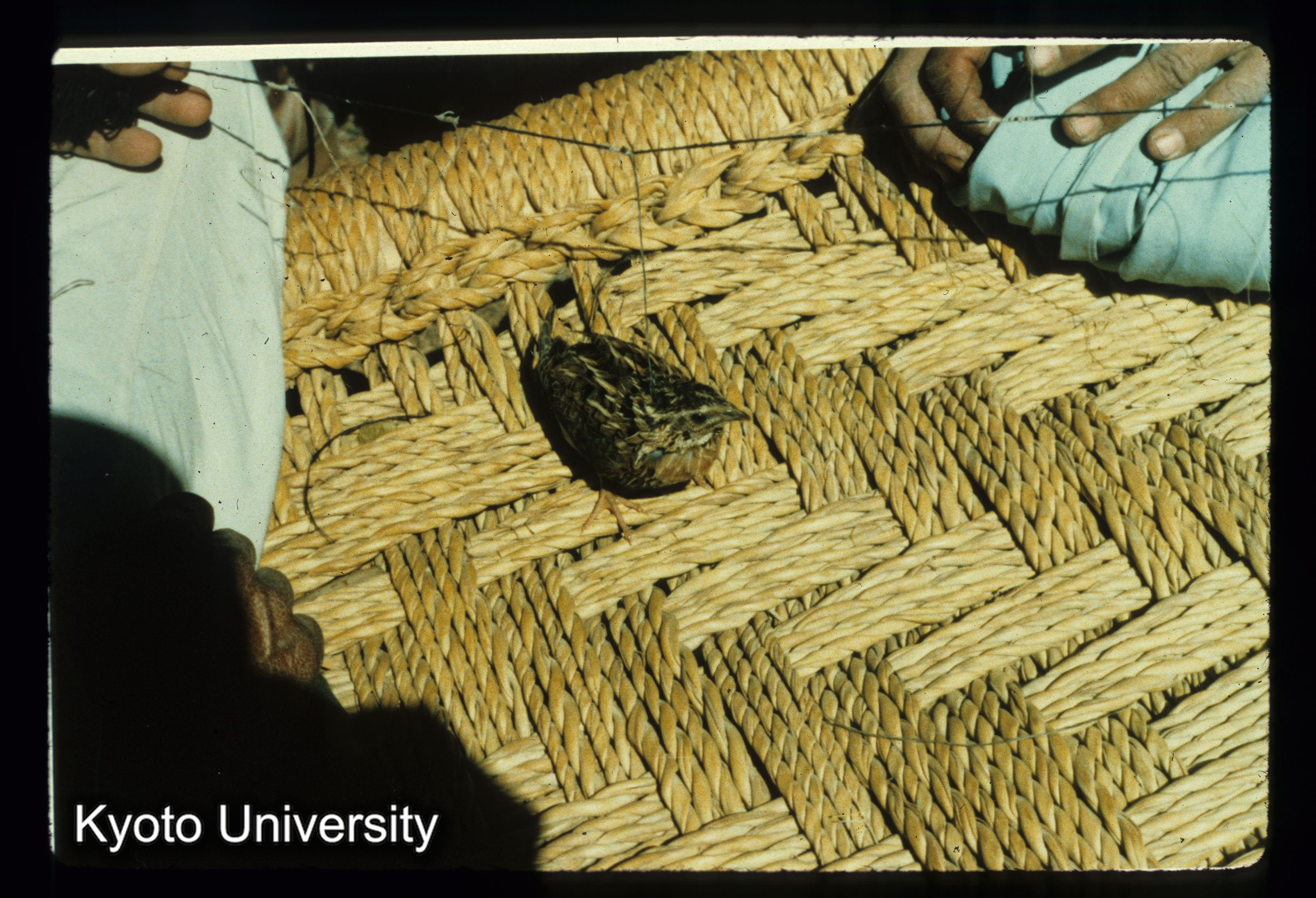 A23_鳥をとる装置 "dām" （鳥はbādānā） 10cm間隔 馬の毛 垂らし:17-8cm（mui-asp） (1)