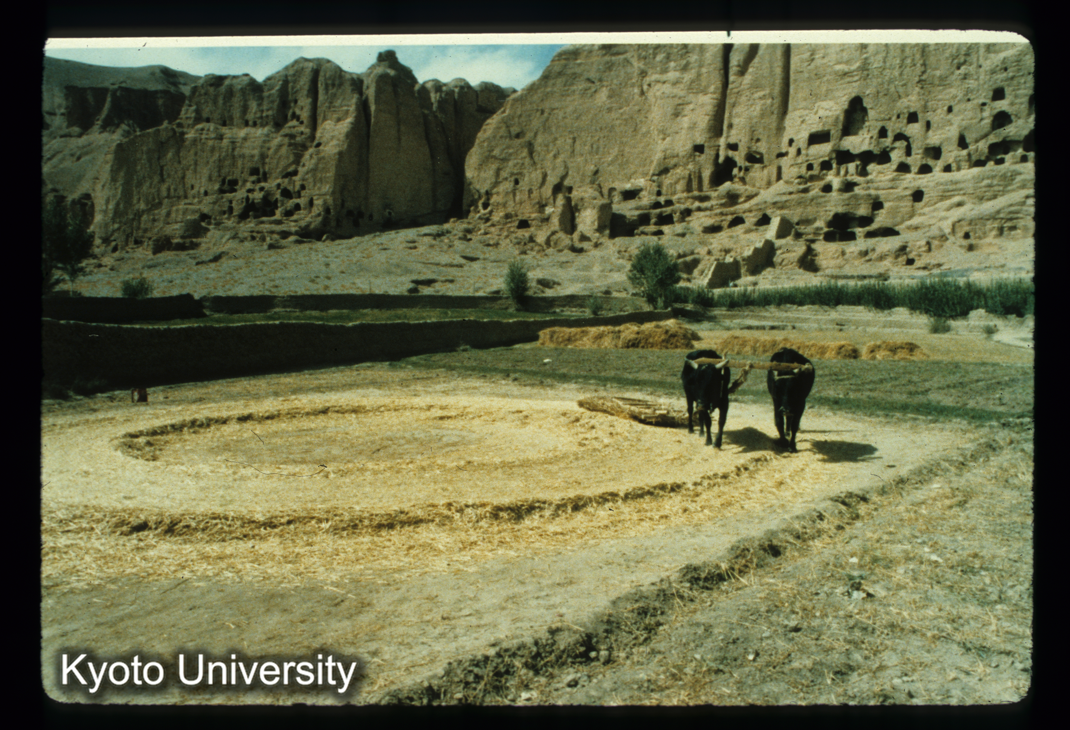 A40_脱穀する2頭の牛（大麦） (1)