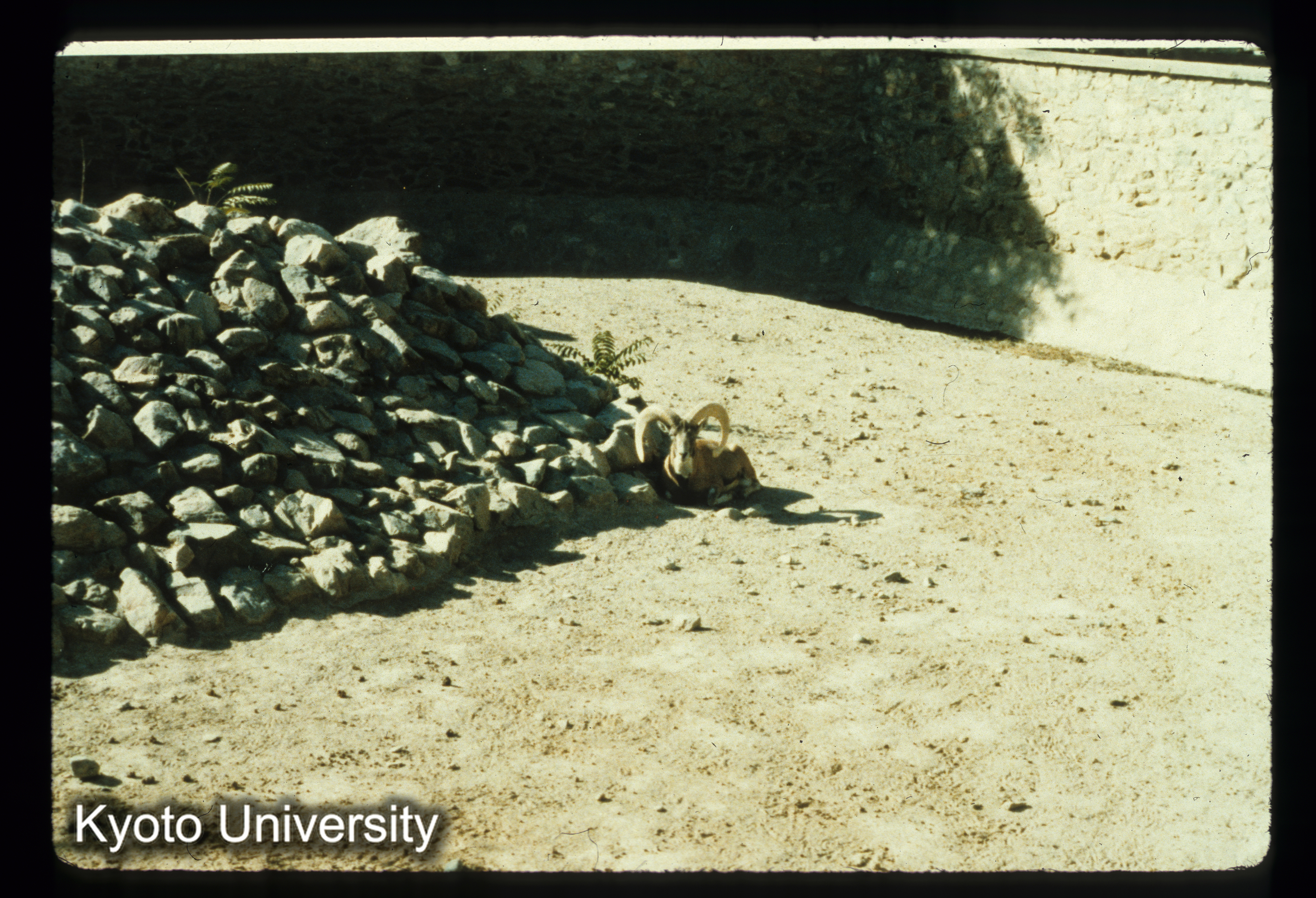 A79_鹿"Marco Polo"（Kabul Zoo） (1)