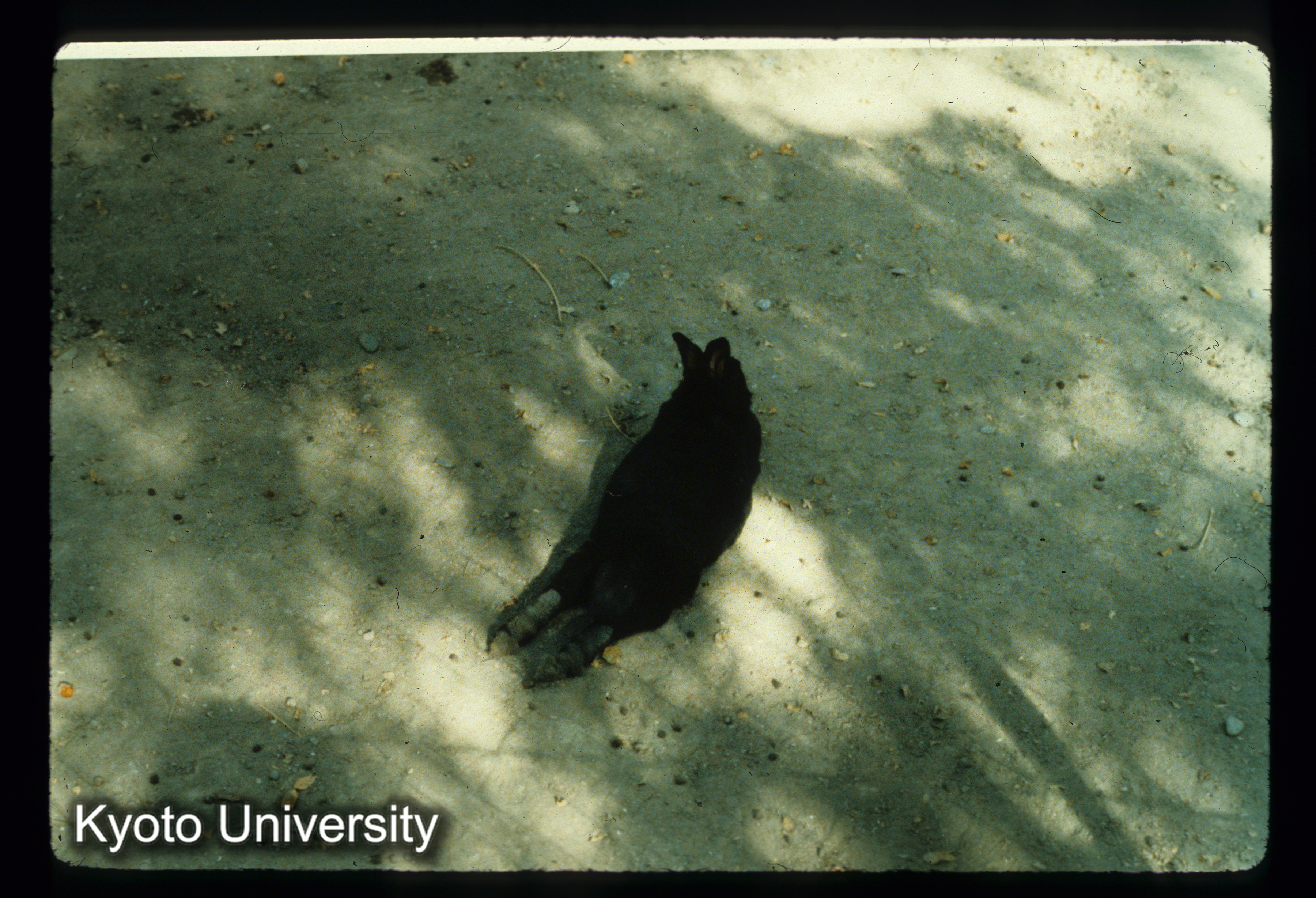 A80_アフガン黒兎（Kabul Zoo） (1)