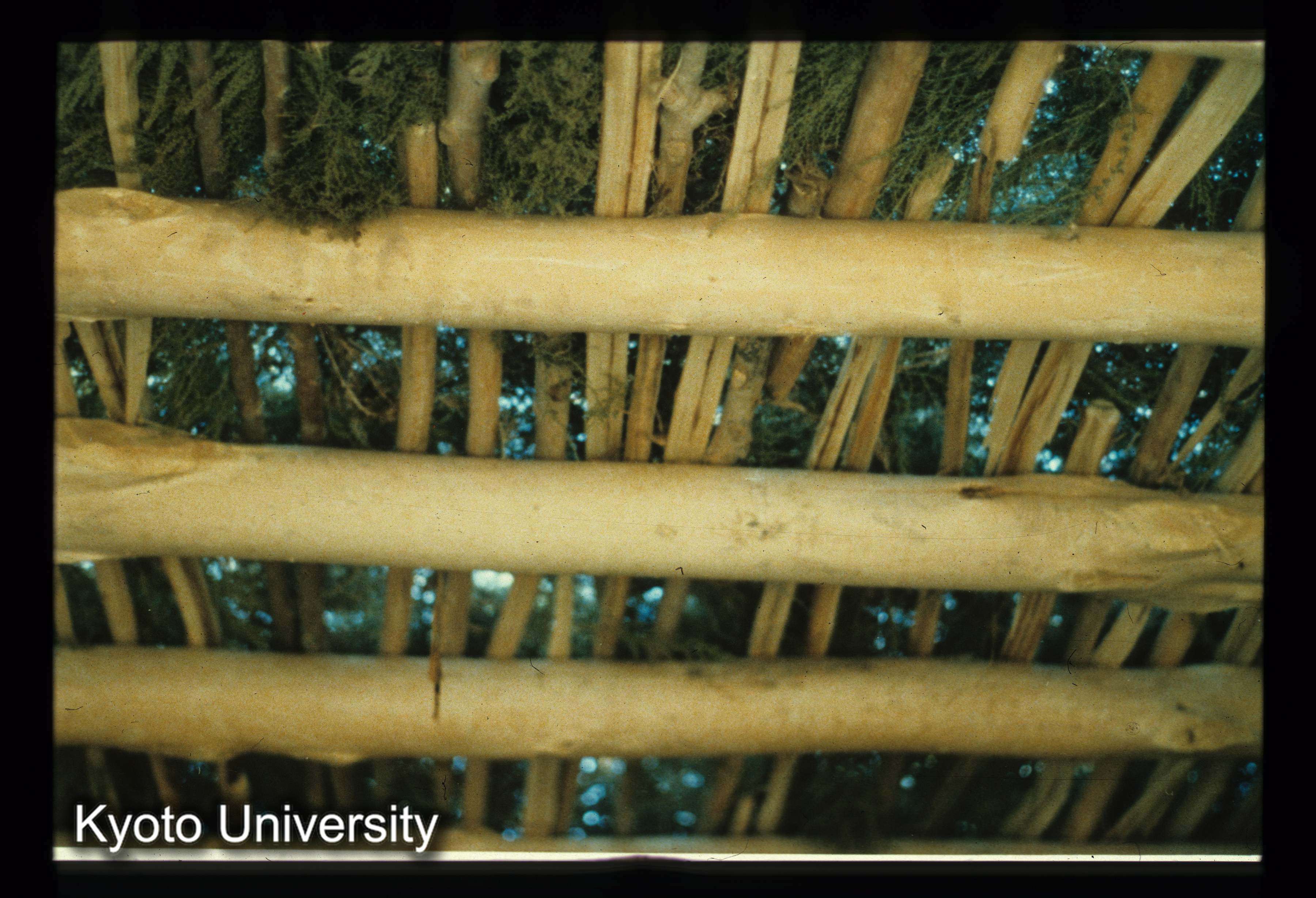 A84_梁の上に野地板・敷草 (1)