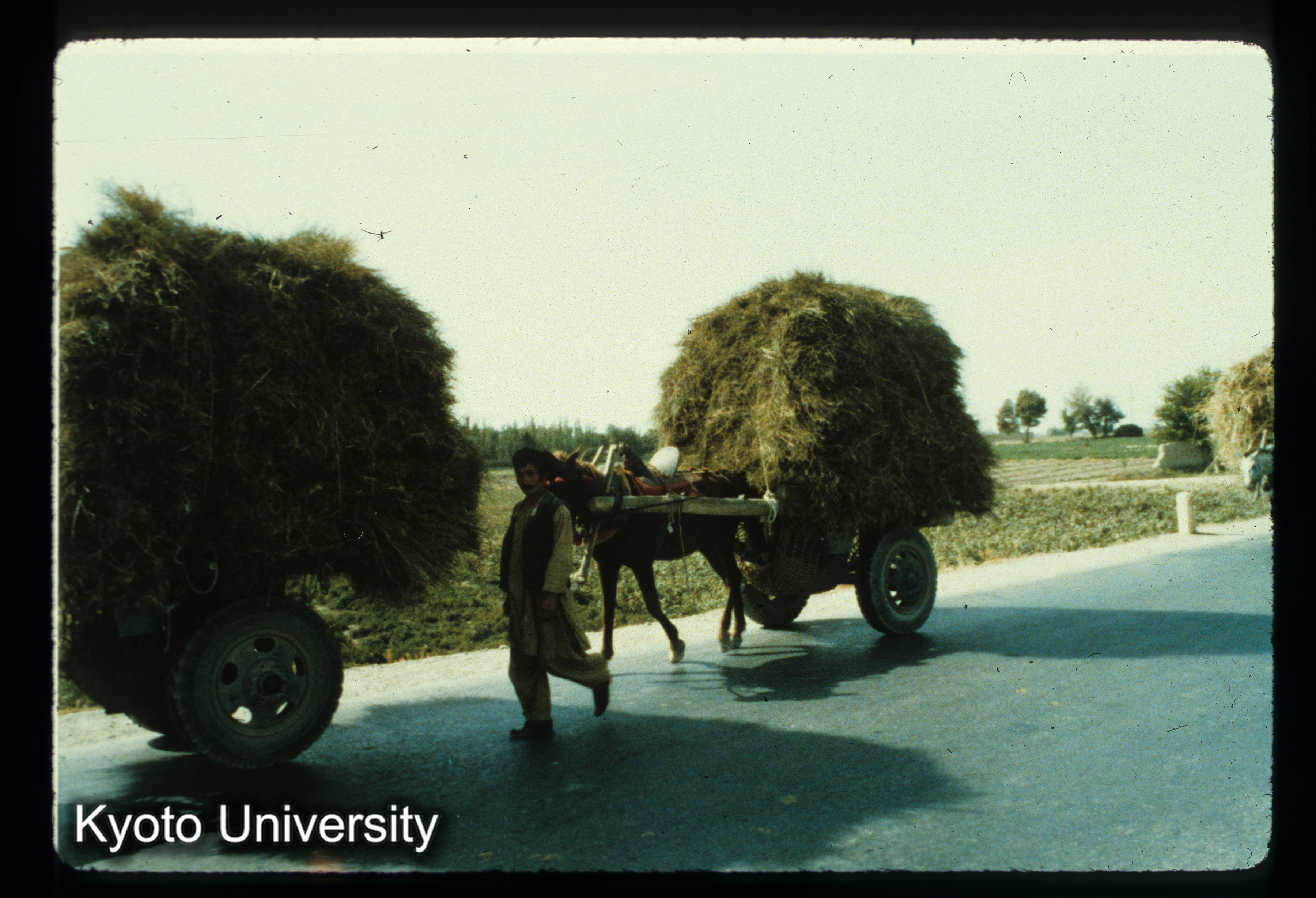 A93_Seihanから北へ向かうMasar-i Sharif付近 干し草を運ぶ5-6台の馬車 車輪間に吊すハンモックに人がねている (1)