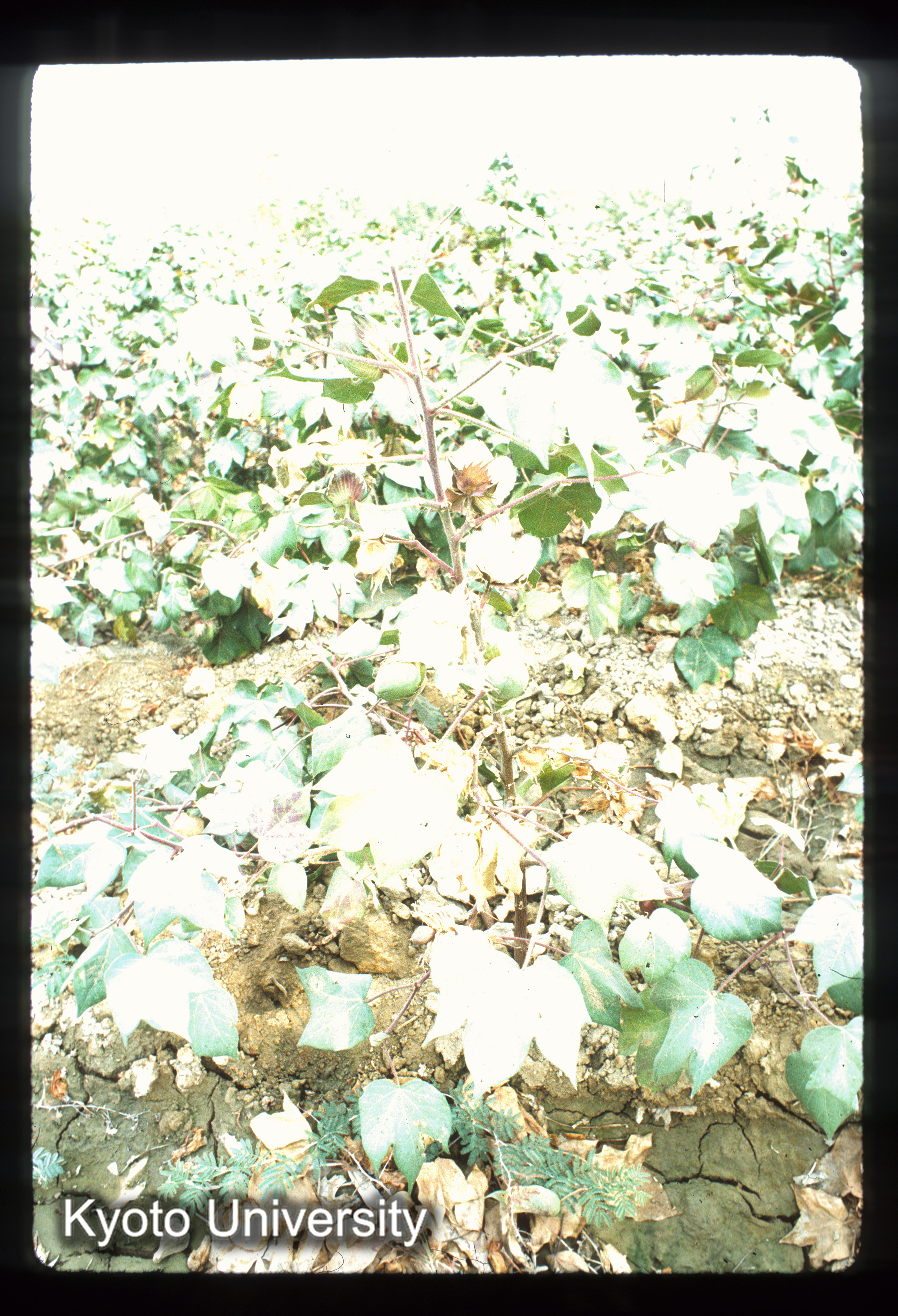 A129_Mazari Sharif 付近 綿 (1)