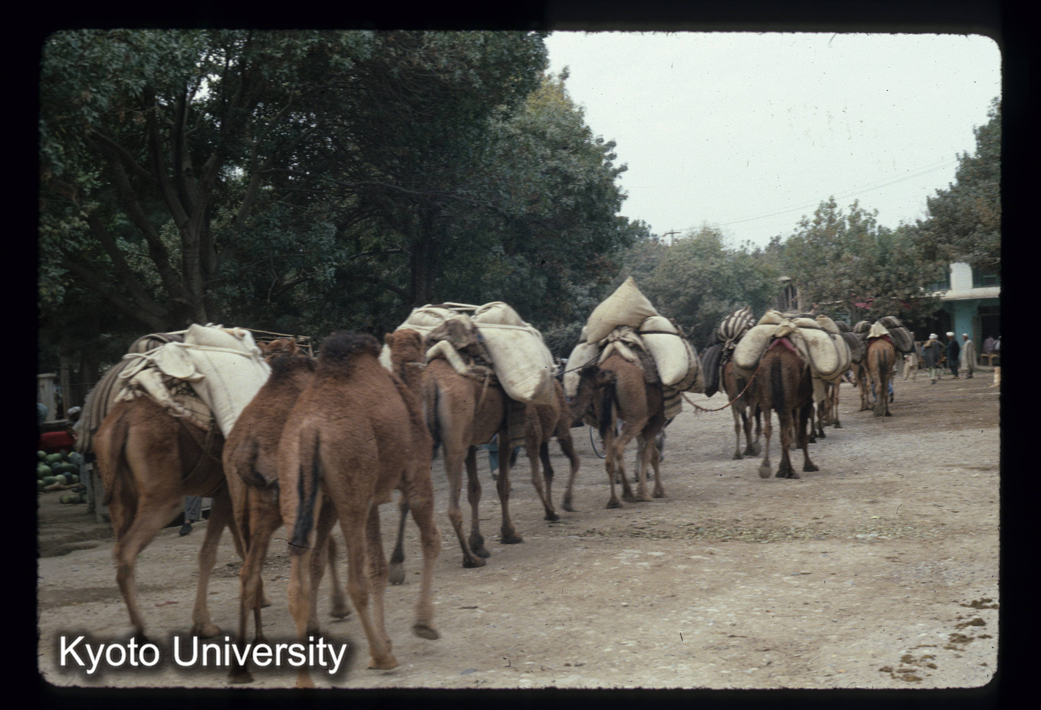 A141_BalkhのBazar ラクダの行列（遊牧民） (1)