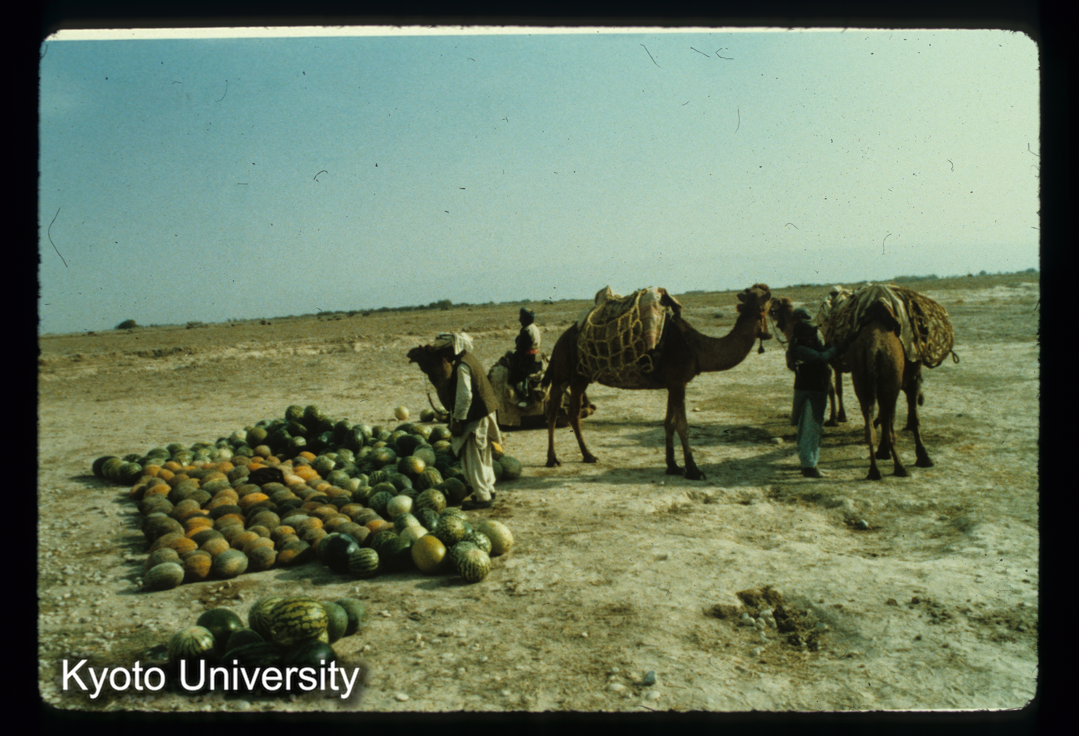 A144_tarbuz（すいか）と kharbuza（メロン） （Balkh付近） (1)