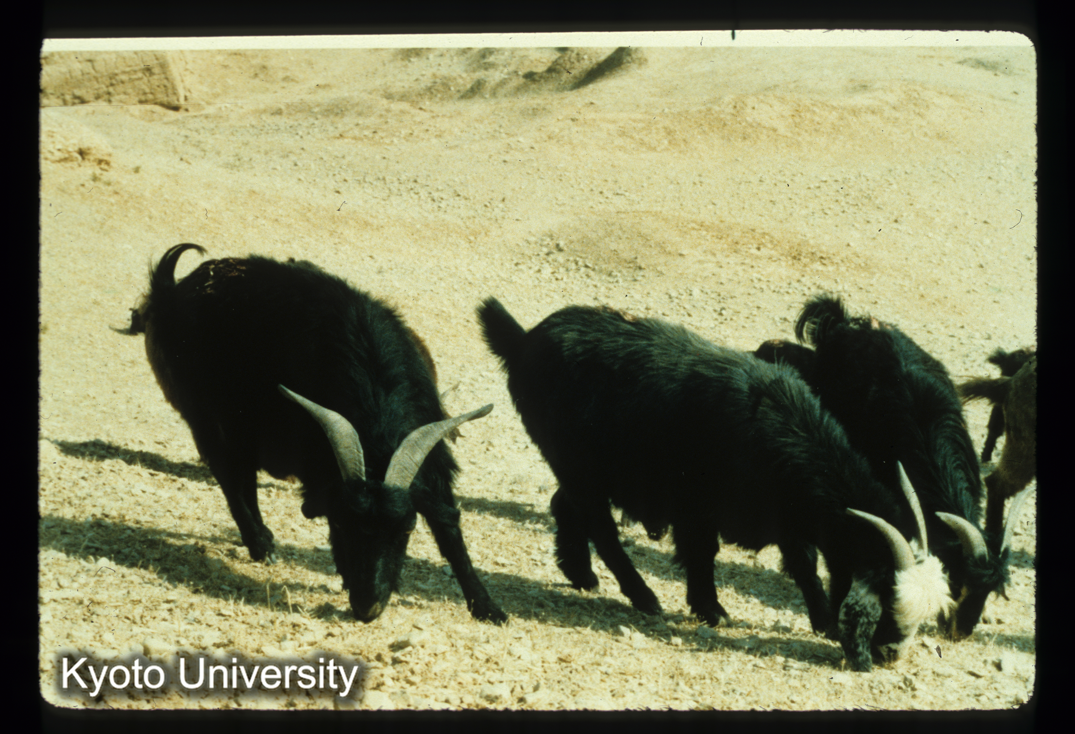 A161_黒羊（Balahisar ） (1)