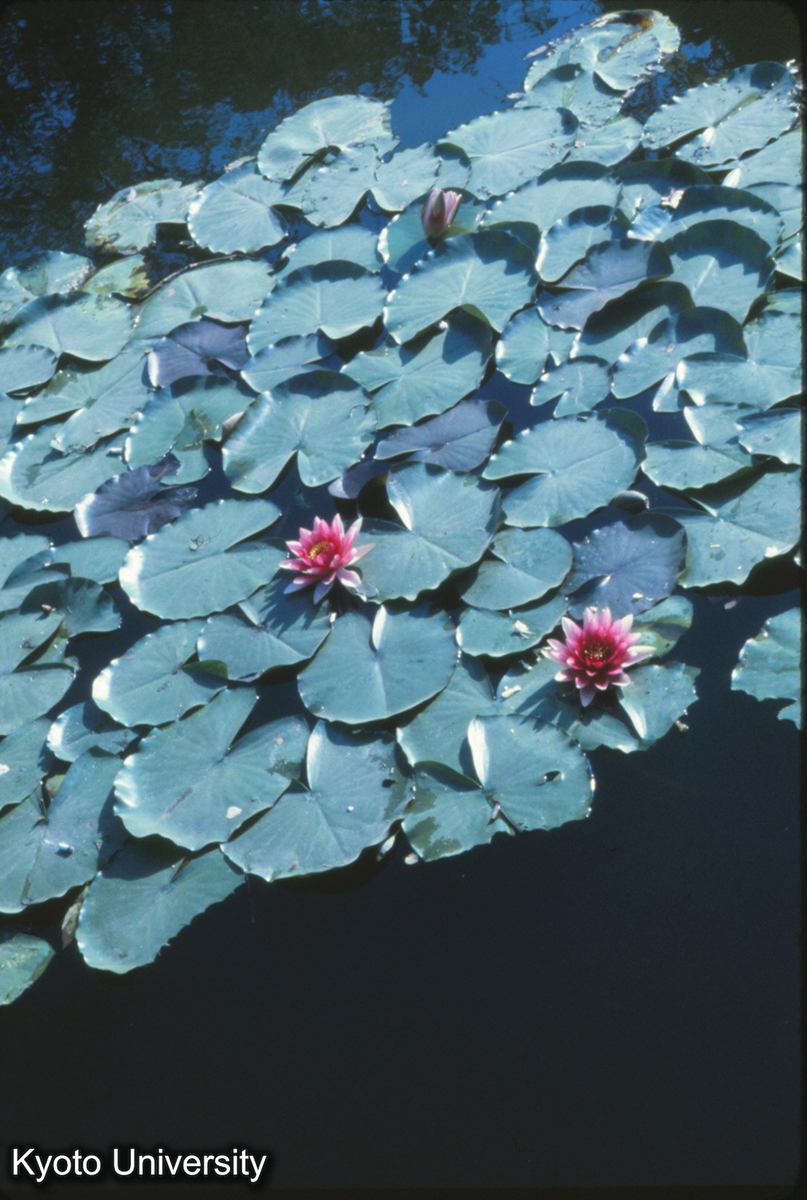 503_西湖の藕（はす） (1)