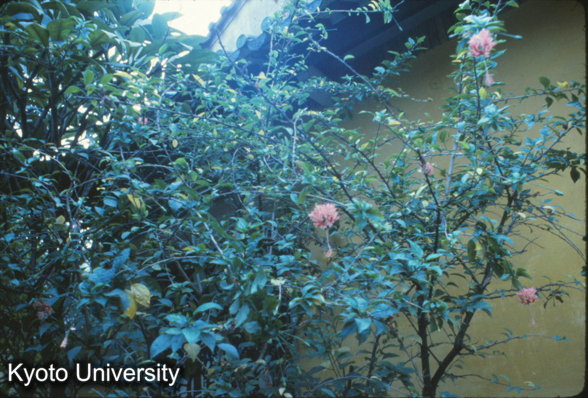 710_宮灯花 （懐聖寺前庭）（3） (1)