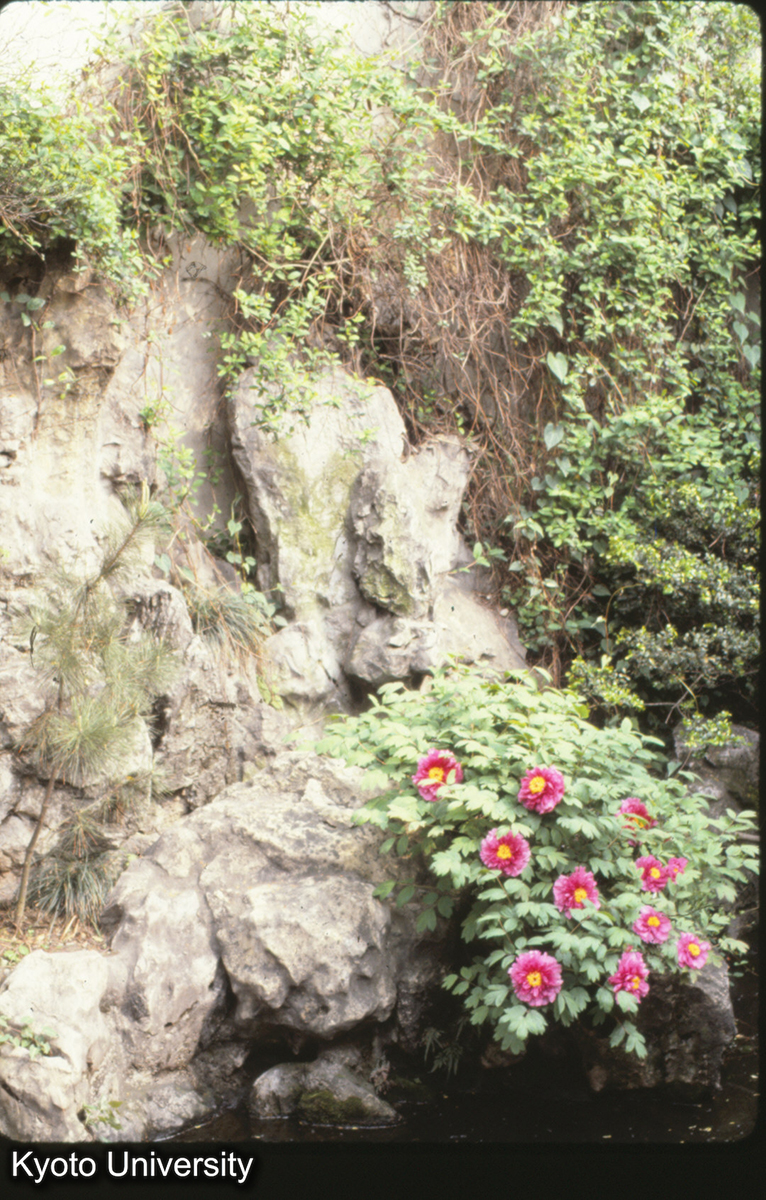 1-30_南京瞻園 藤曼_81 (1)