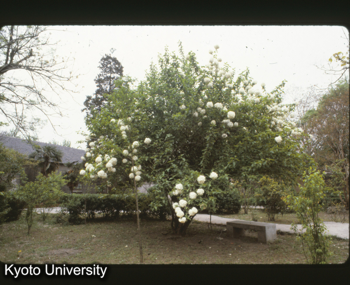 2-27_南工 繍球 (1)