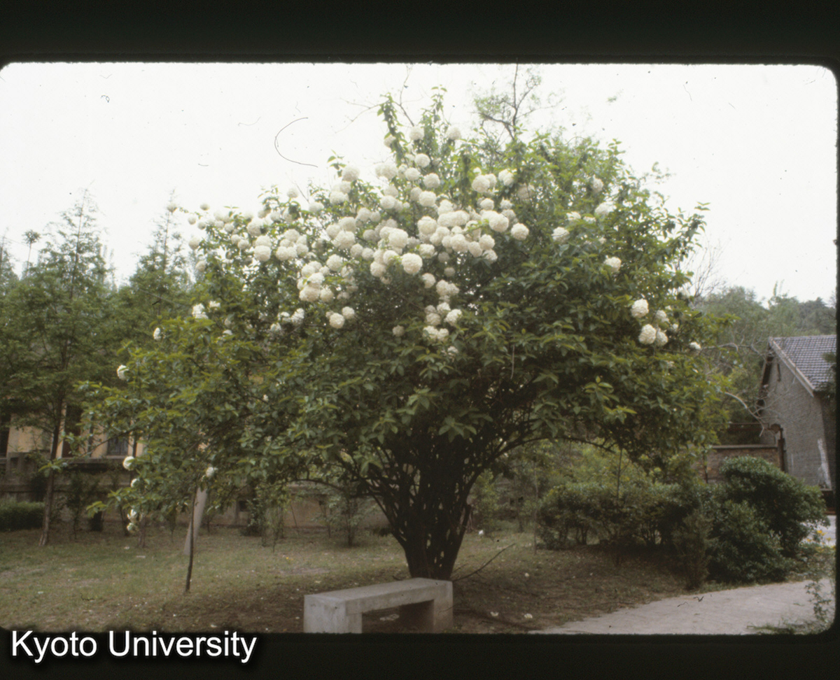 2-28_南工 繍球 (1)