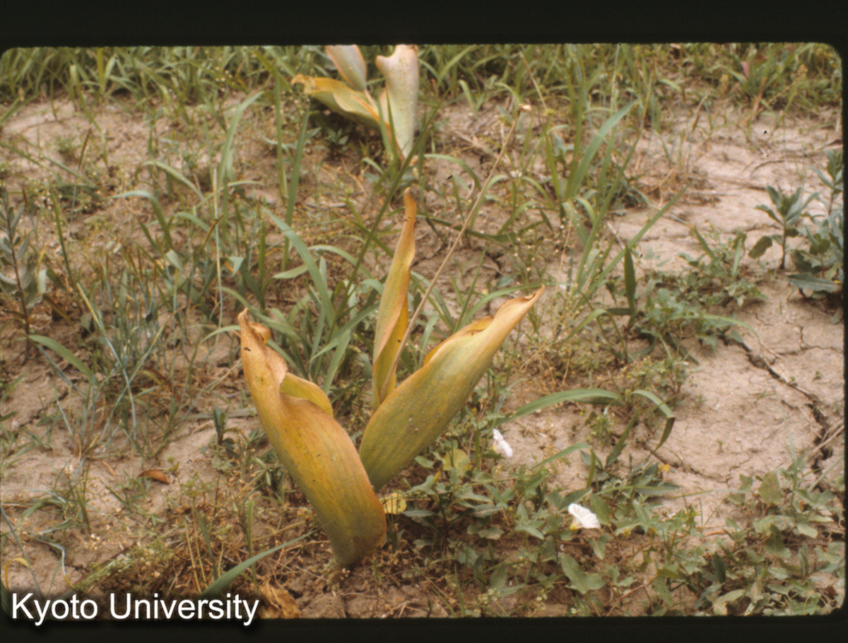 3-6_江寧県秣陵人民公社 鬱金香（チューリップ） (1)