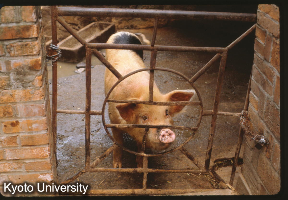 3-12_江寧県秣陵人民公社 厠所（ブタ） (1)