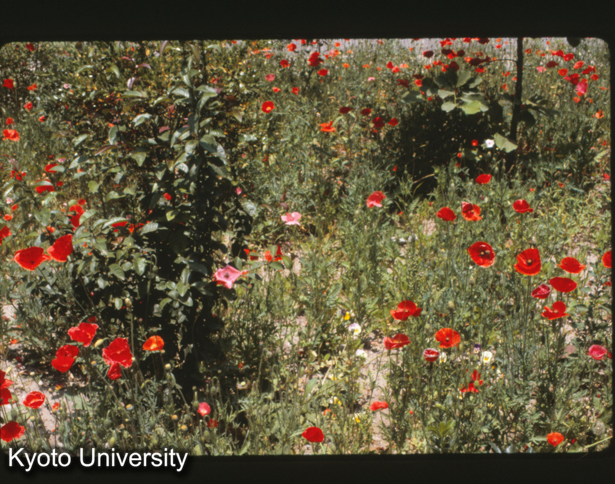 6-19_揚州西園飯店 ケシの花_81 (1)