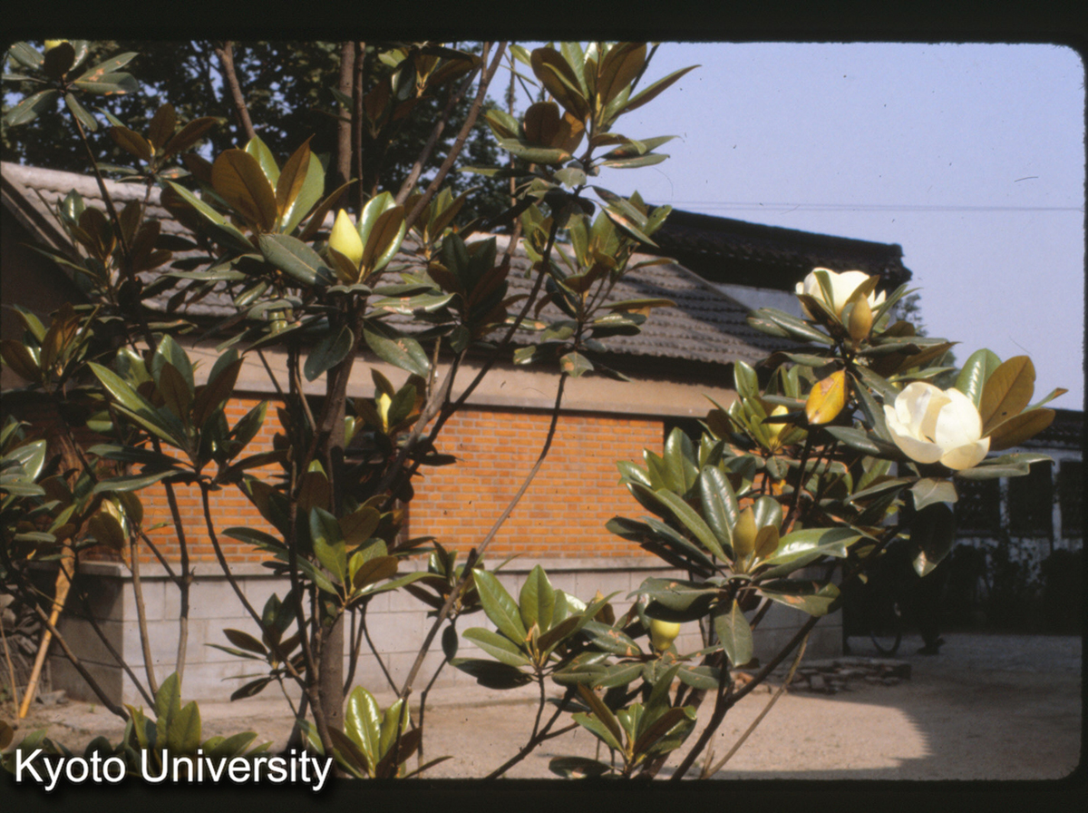 8-13_揚州（文峰塔庭）広玉蘭 (1)