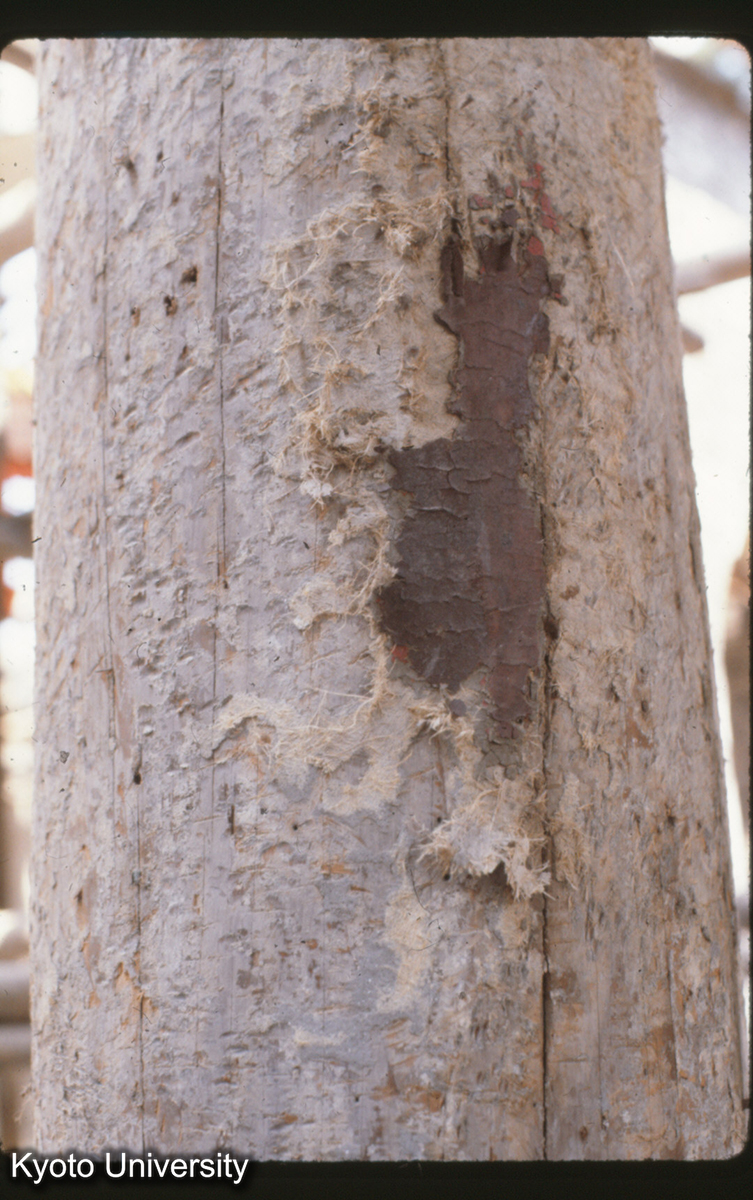 9-6_揚州仙鶴寺礼拝殿柱 漆下地（修理中） (1)