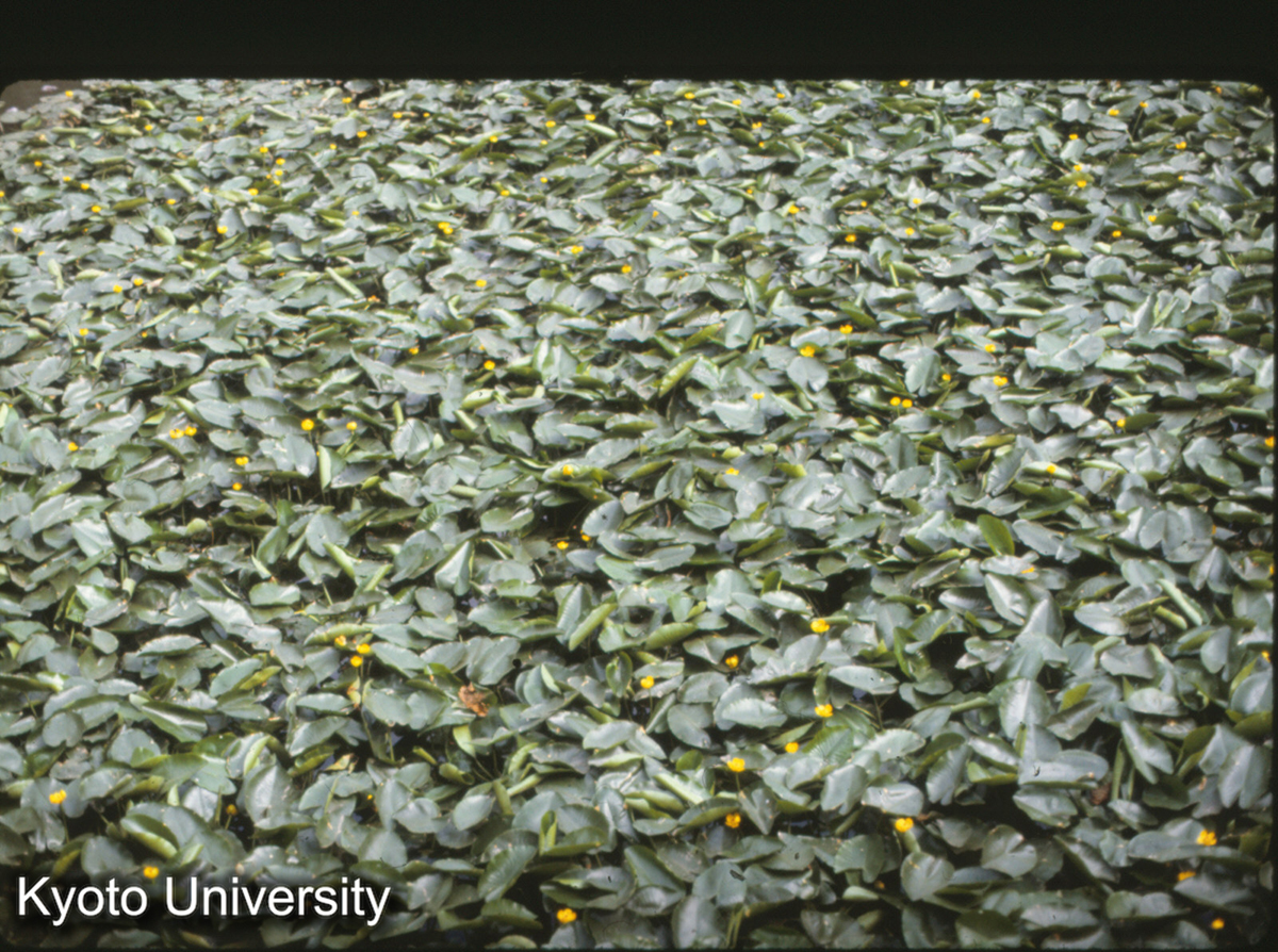 11-11_無錫寄暢園 (1)