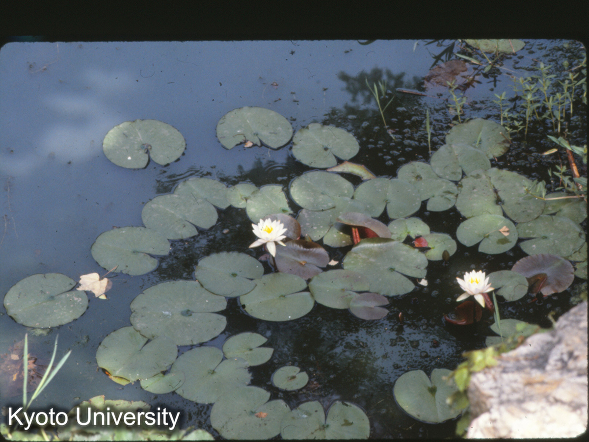 12-10_ハス（無錫 錫恵公園） (1)