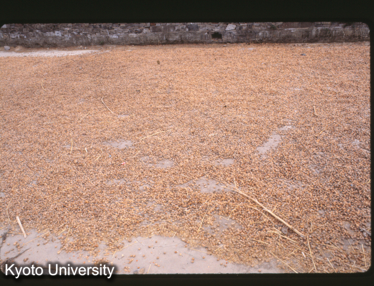 16-36_漢薬 干藻中「桃仁」（呉県東山） (1)