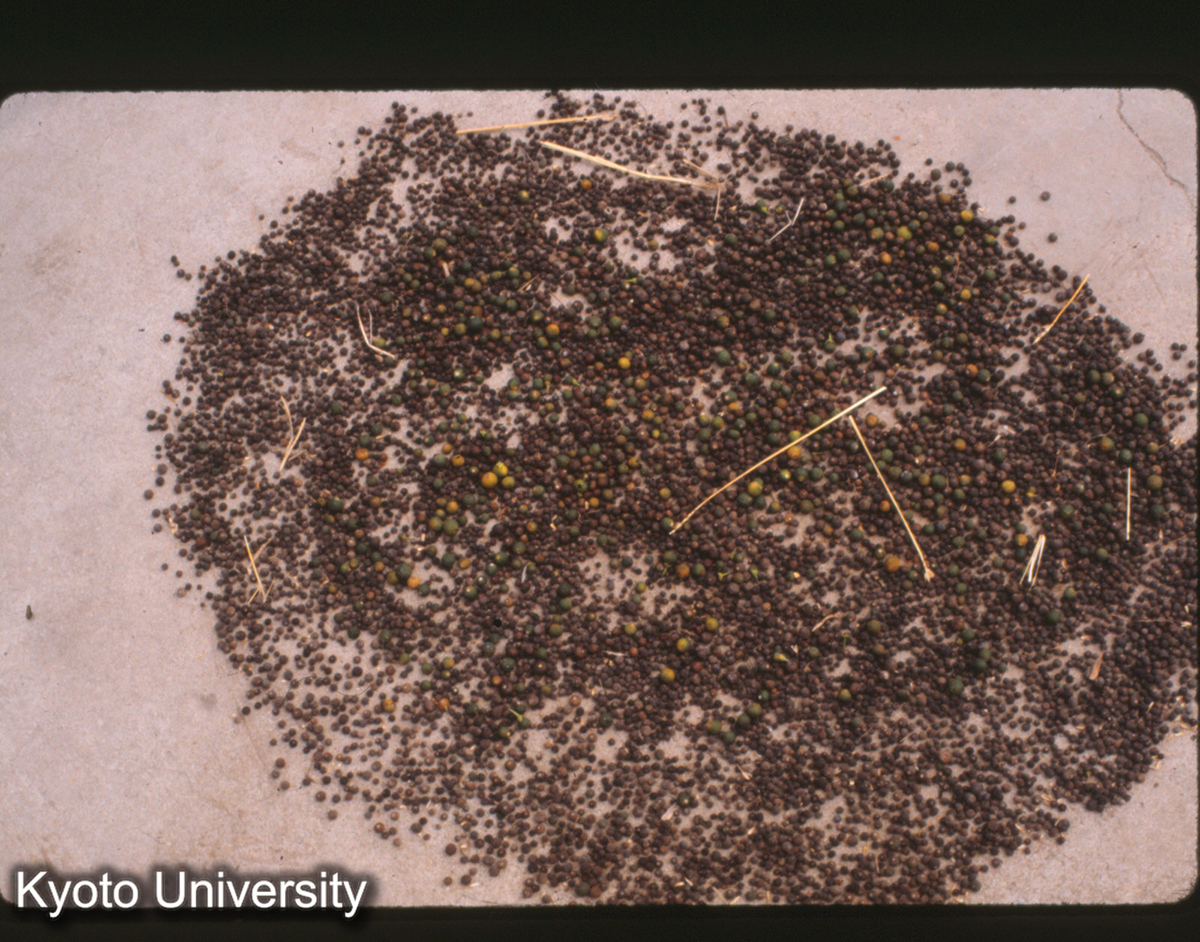 16-37_漢薬 干藻中「嫃子」（呉県東山） (1)