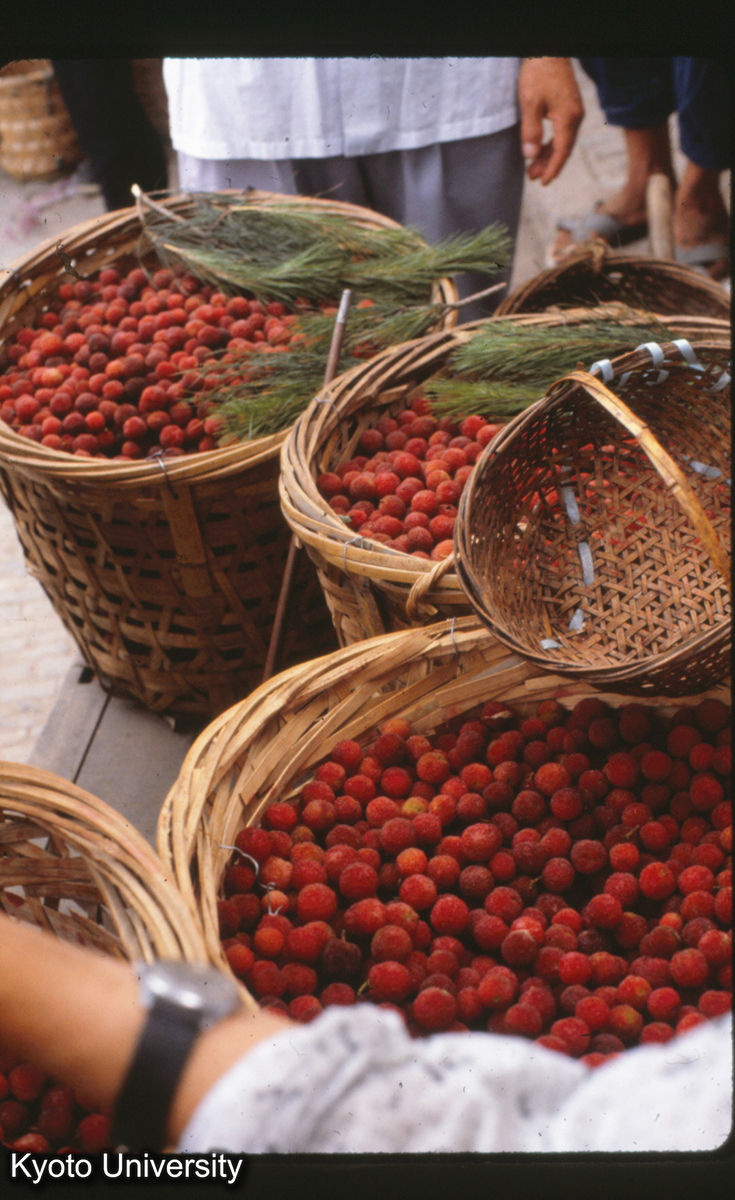 17-4_ヤマモモ 呉県東山 (1)