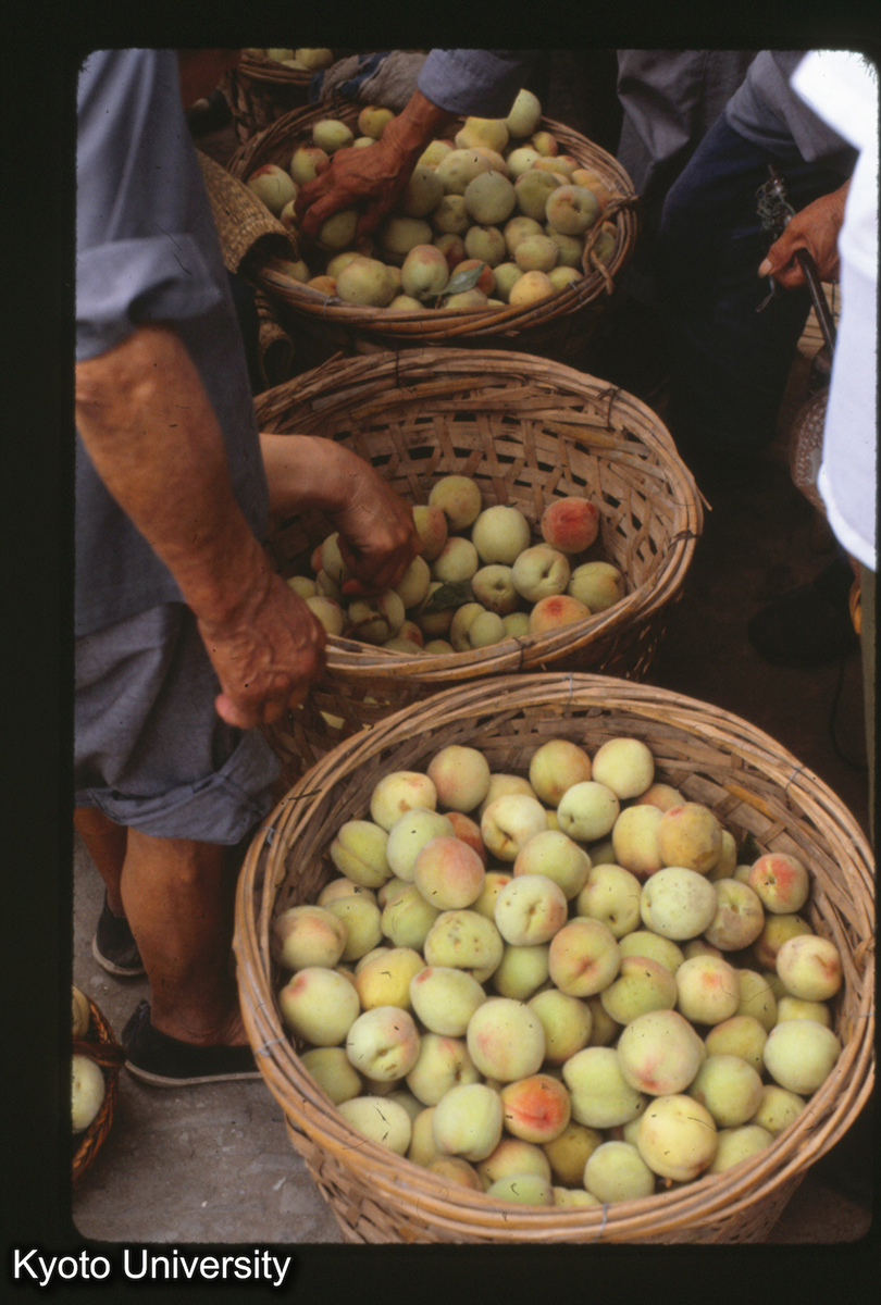17-5_モモ 呉県東山 (1)