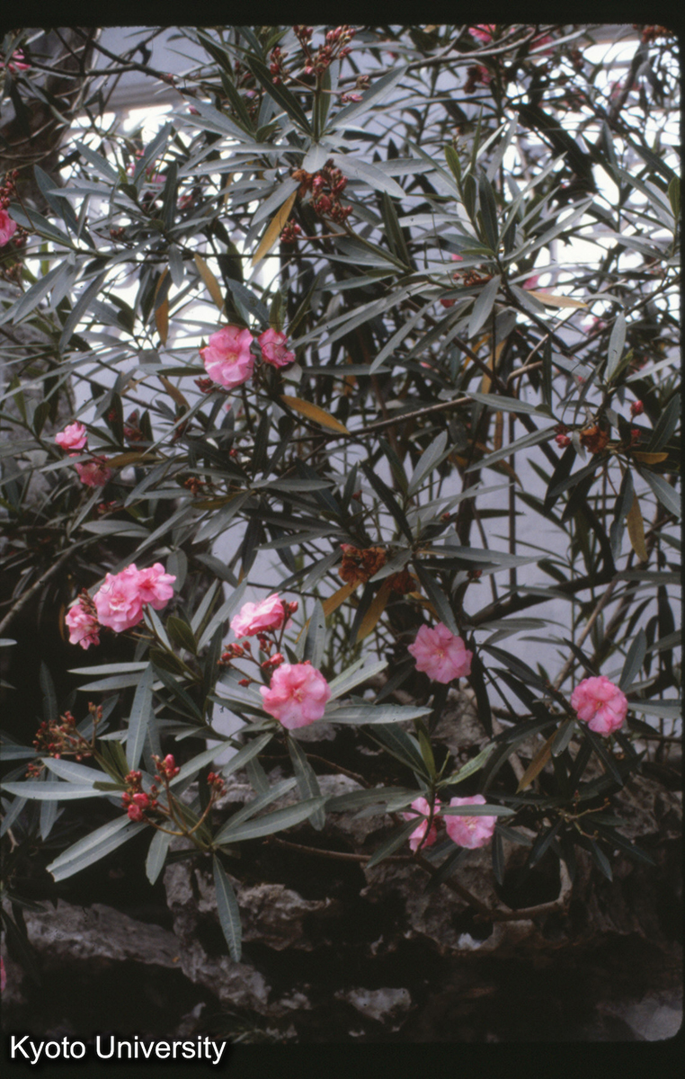 17-30_網師園_81 (1)