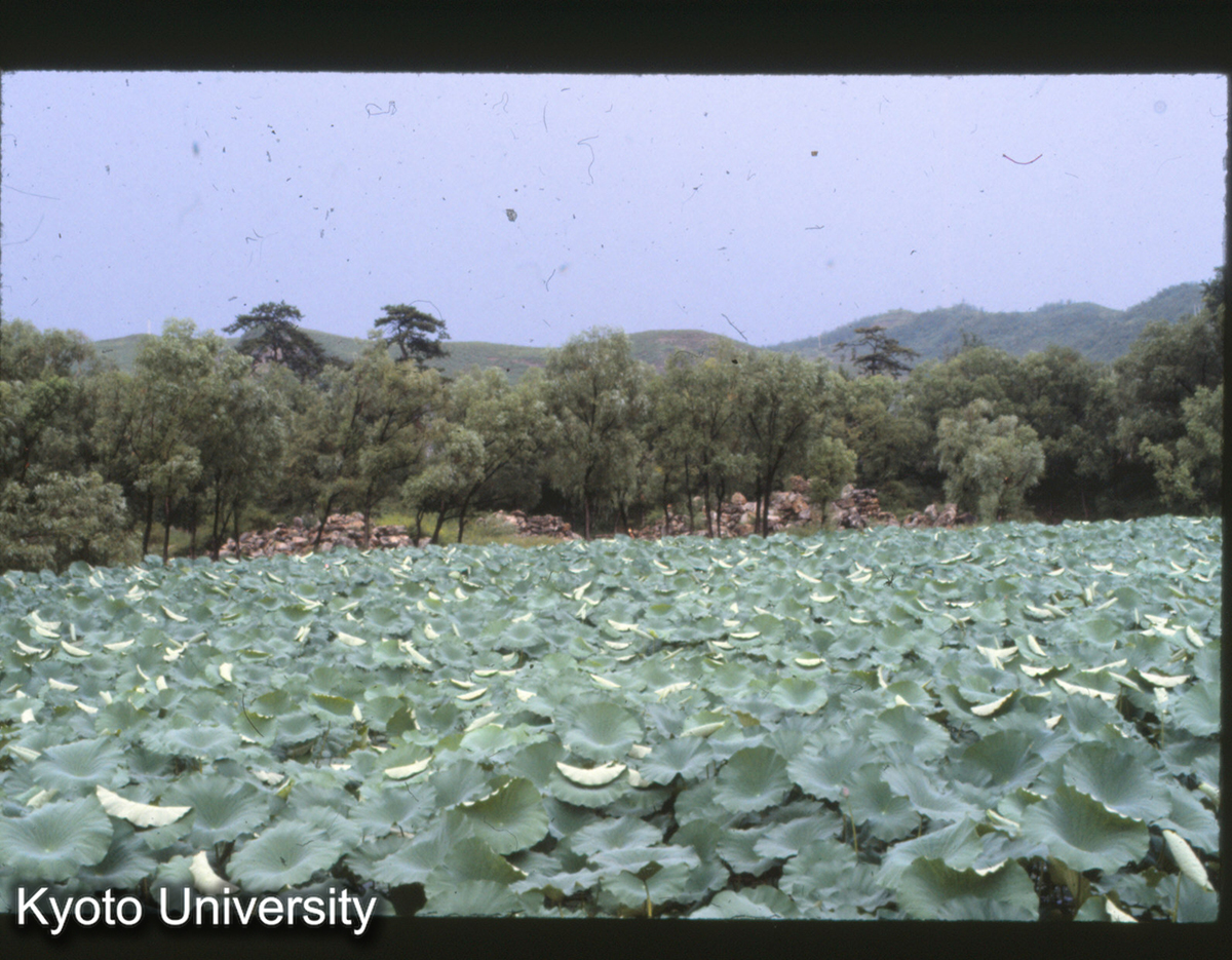 28-8_承徳避暑山荘 文園をのぞむ（獅子林を模す、已毀）_81 (1)