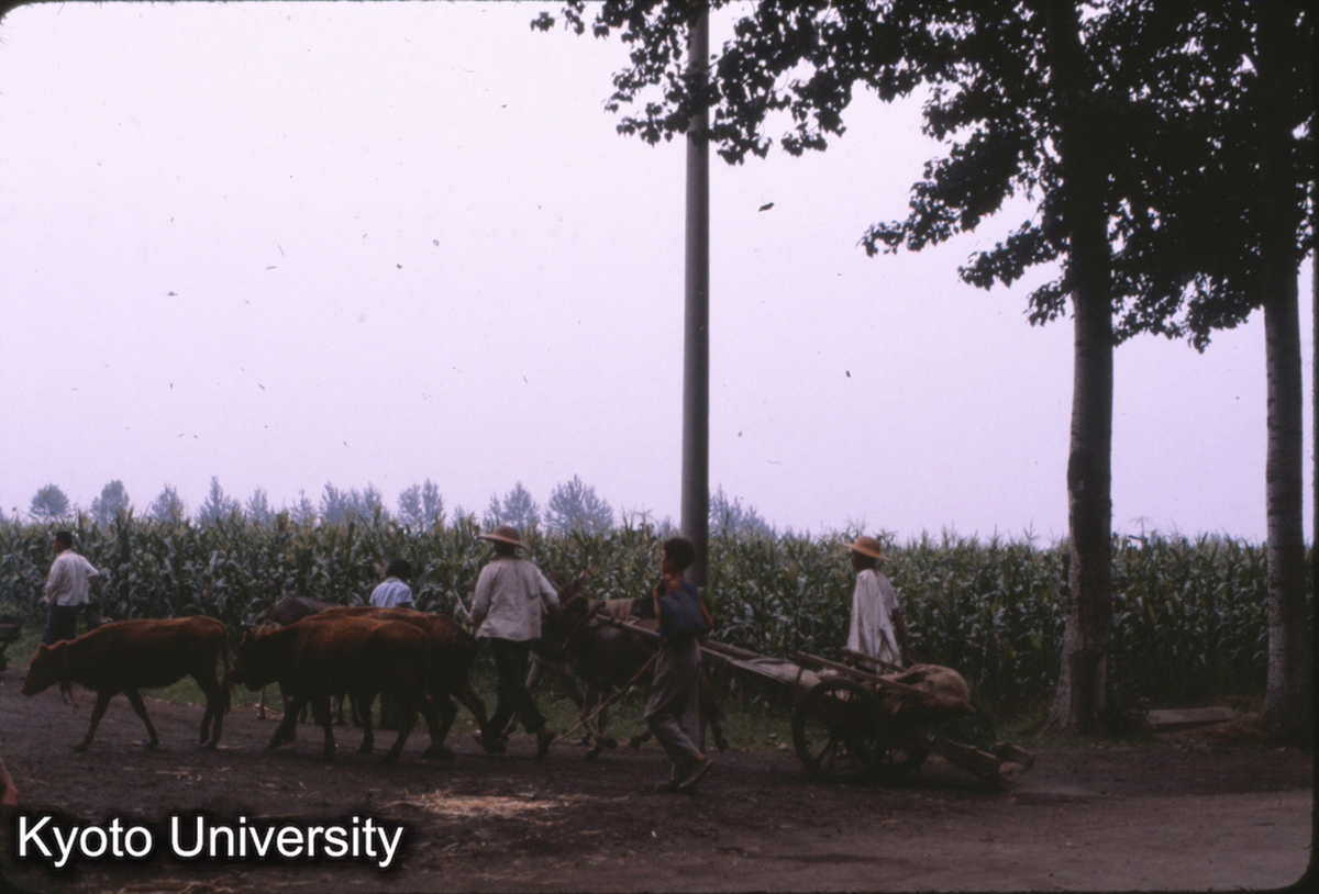 53-34_露店交易市（洛陽東郊） 馬7-800元 ラバ2500-3000 ロバ300 豚10-15 (1)