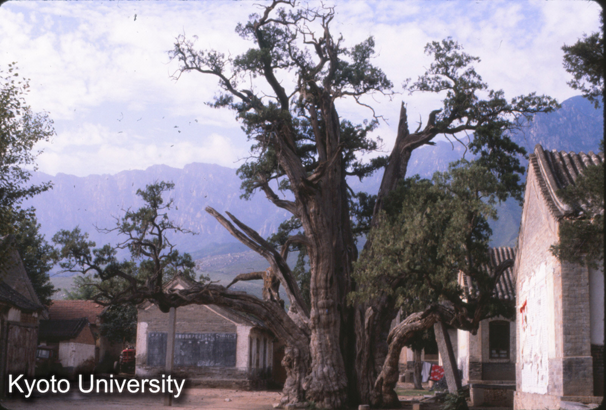 56-27_登封 嵩陽書院 将軍白 前漢武帝、中岳を祀るとき、大きな柏樹をみて、封じて将軍柏と為すと云 (1)