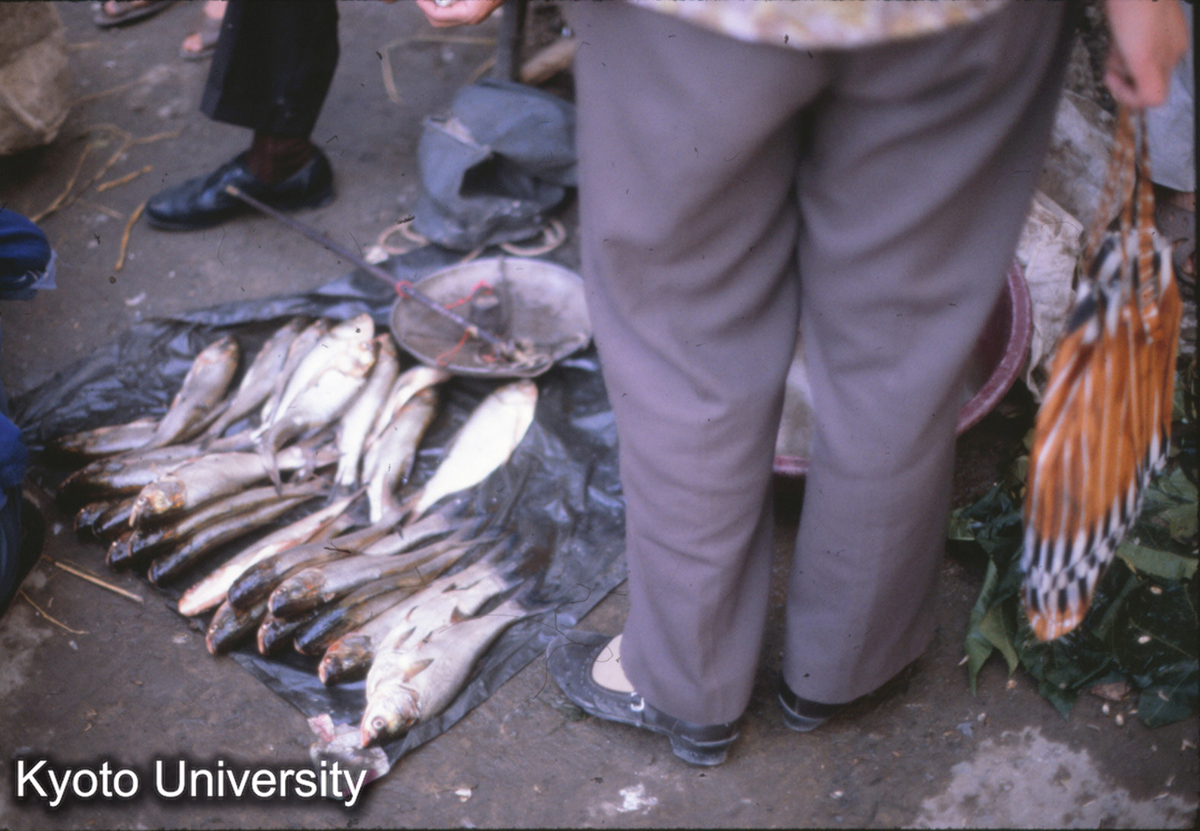 61-25_魚（南京浮橋 自由市場） (1)