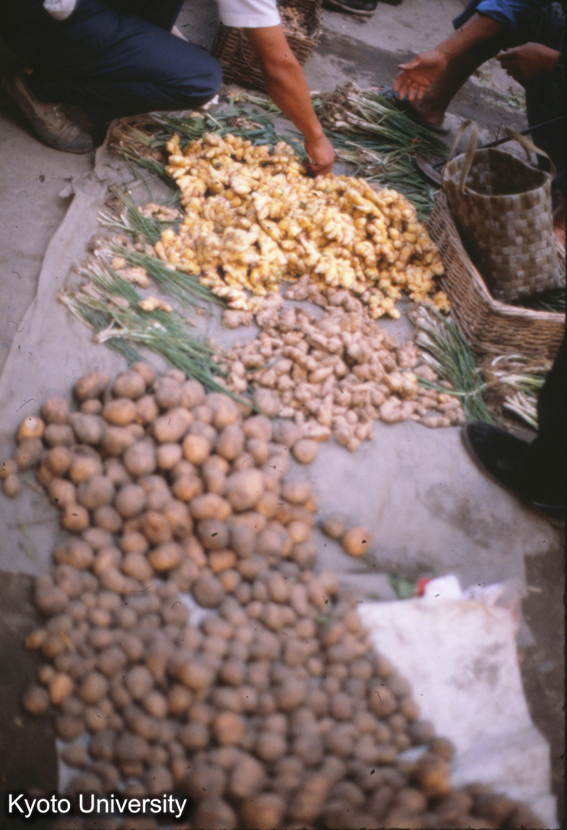 61-27_生姜・ジャガイモ 南京浮橋 (1)