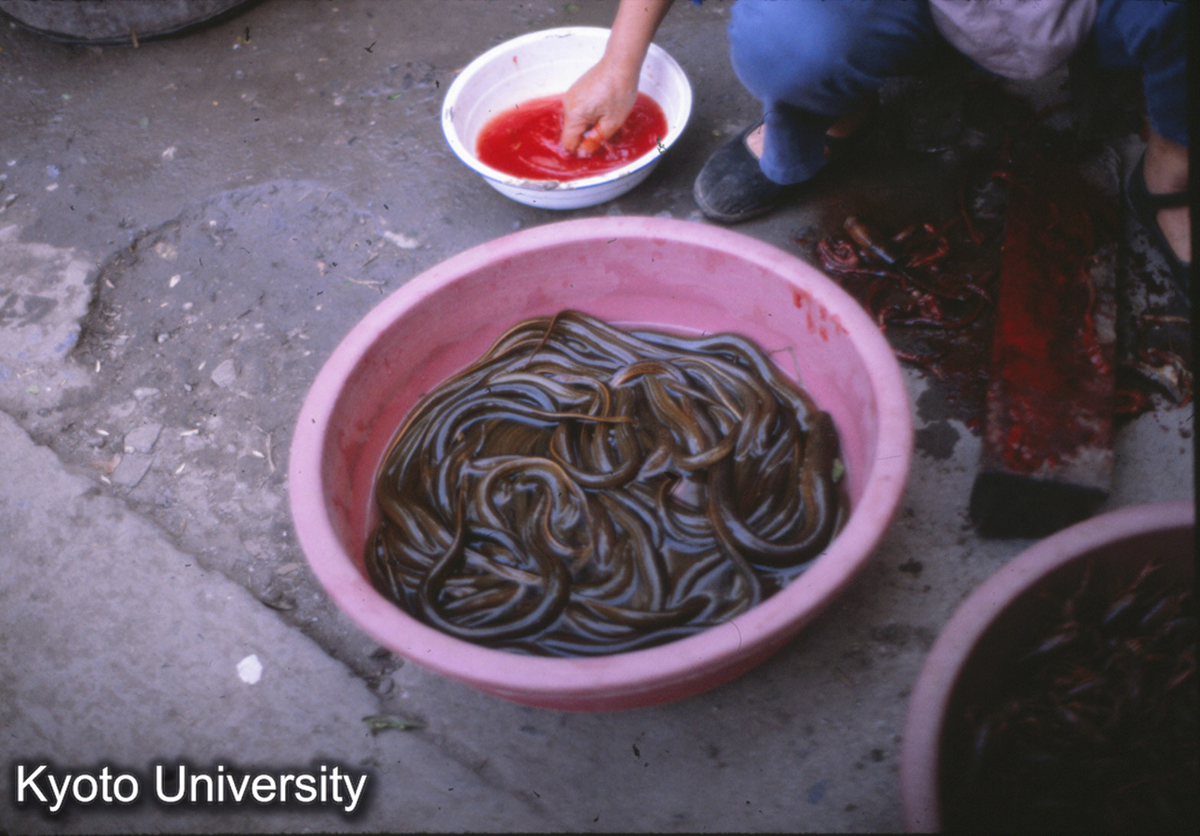 61-28_うなぎに似た魚 南京浮橋 自由市場 (1)