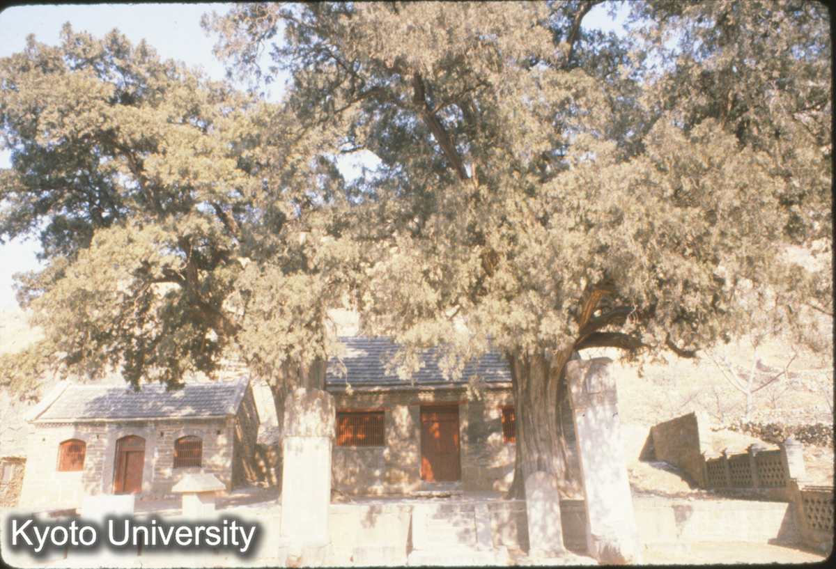 77-10_柳埠 九塔寺 唐大暦間始建時の栢樹 (1)