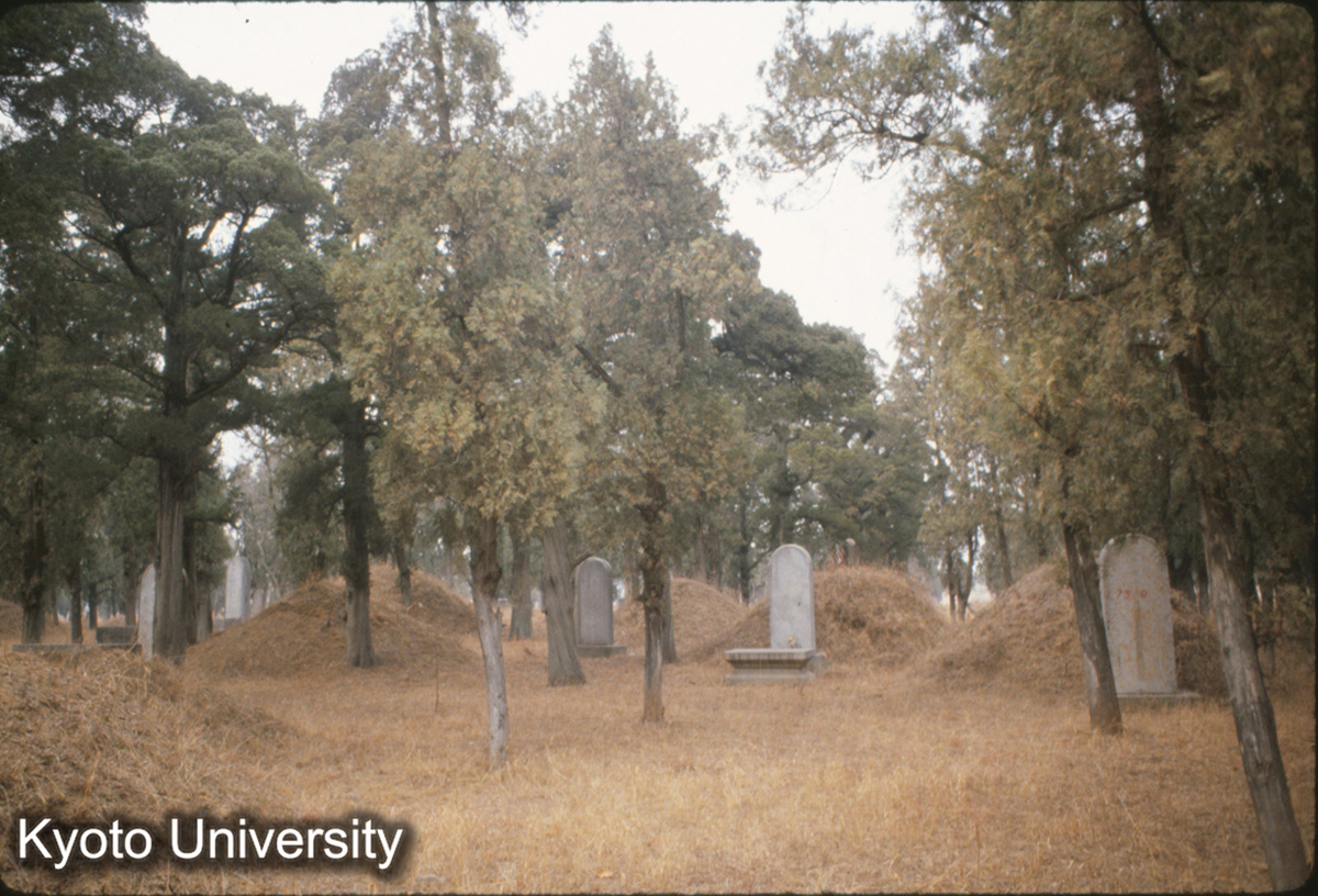 83-31_曲阜 孔林 (1)