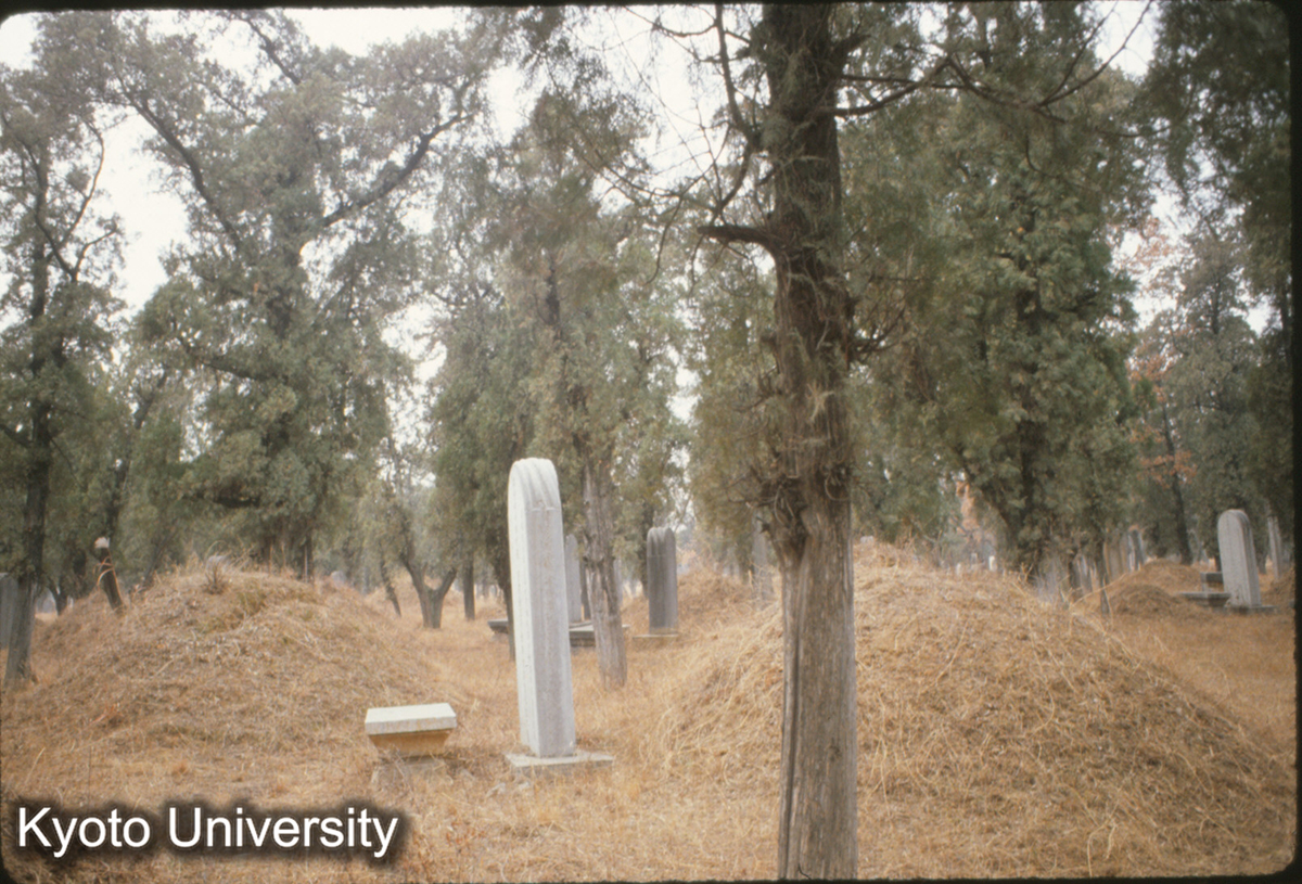 83-33_曲阜 孔林_81 (1)