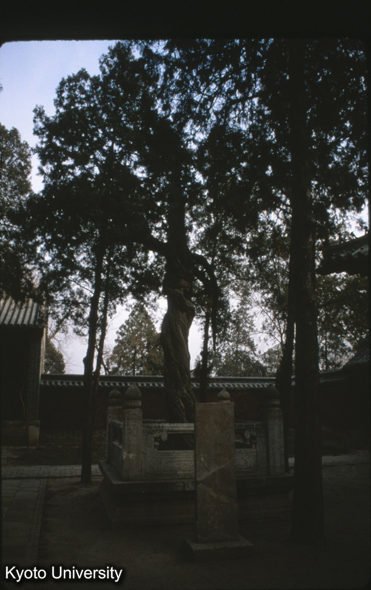 84-31_曲阜 顔廟 唐栢 (1)