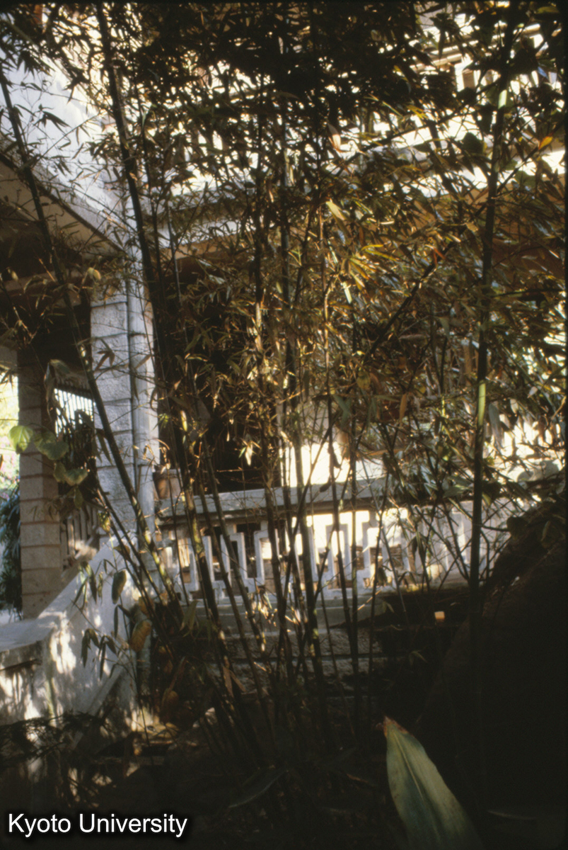 93-24_厦門 園林植物園 湘妃竹（まだらのある竹） (1)