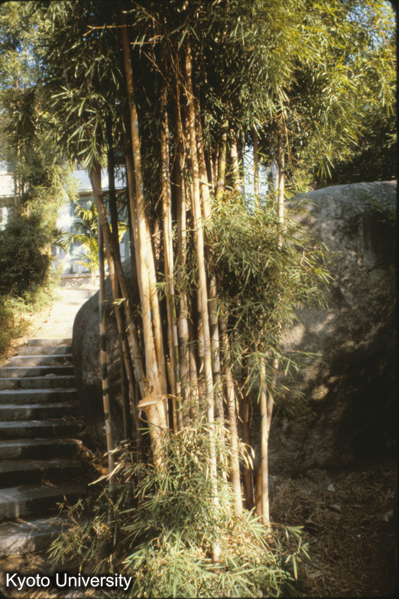 93-25_泰国竹（皮つきの竹） 厦門 園林植物園 (1)