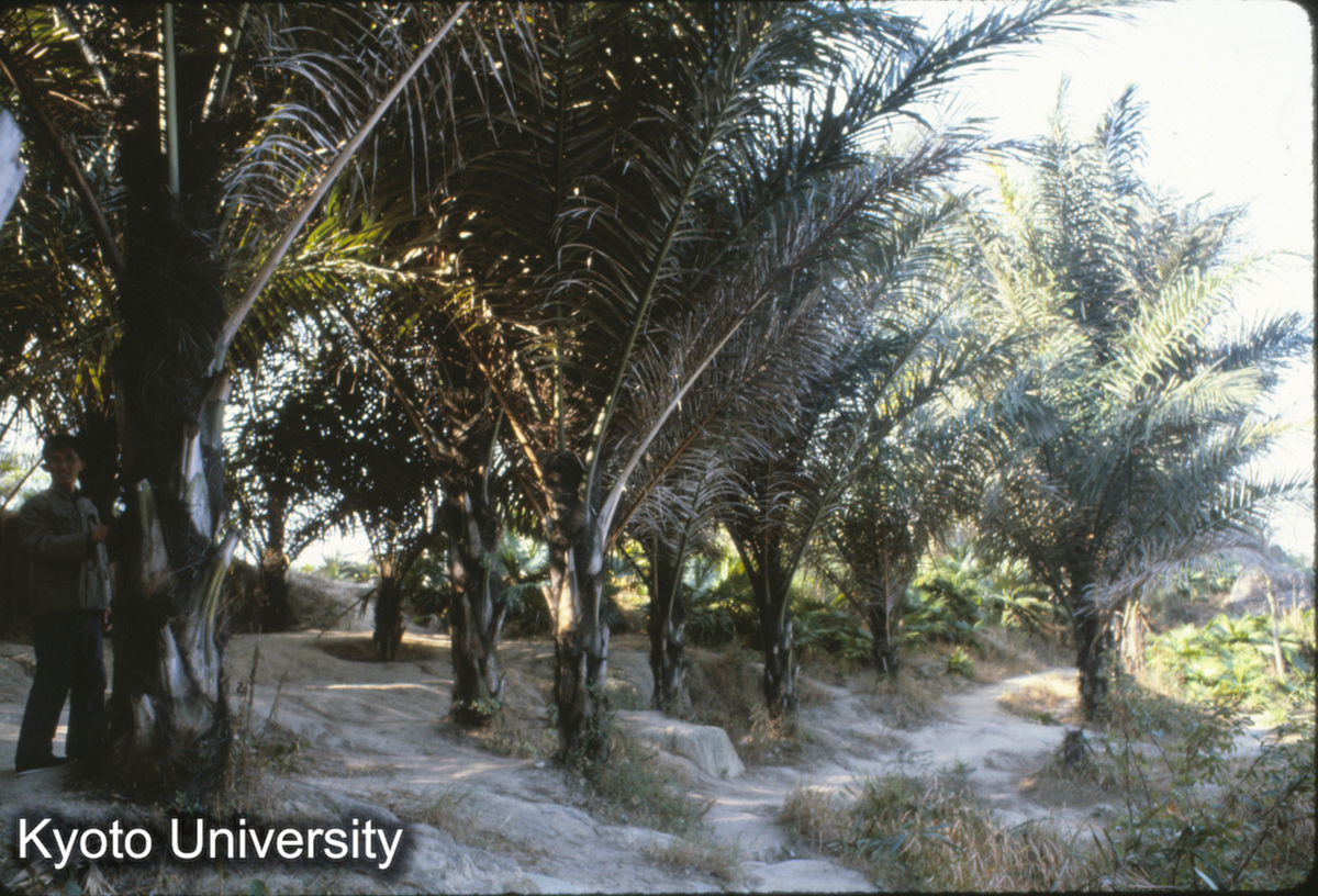 93-26_厦門 園林植物園 (1)