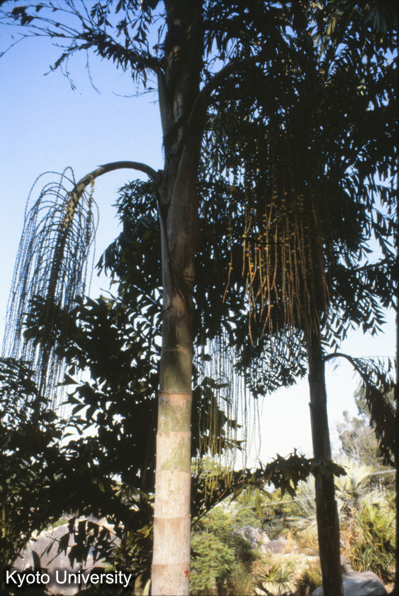 93-28_厦門 園林植物園 (1)