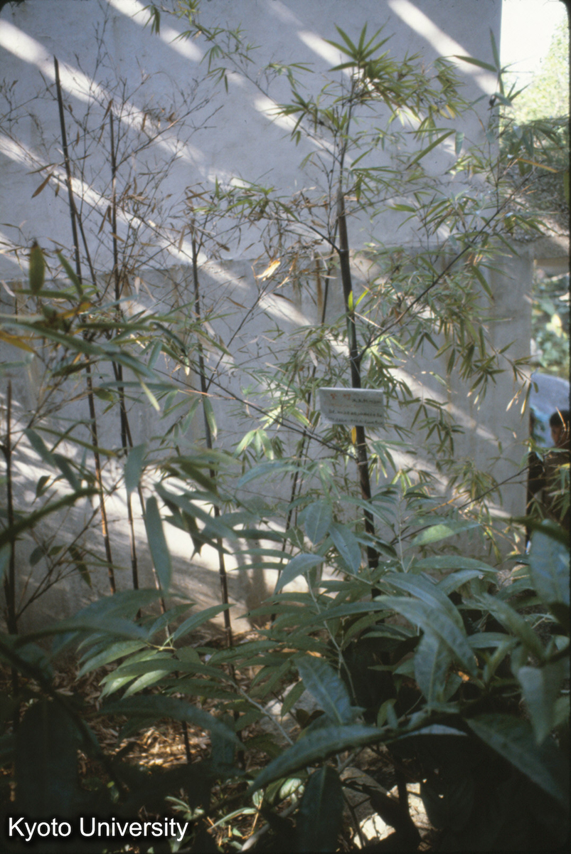93-29_紫竹（茎が紫） 厦門 園林植物園 (1)