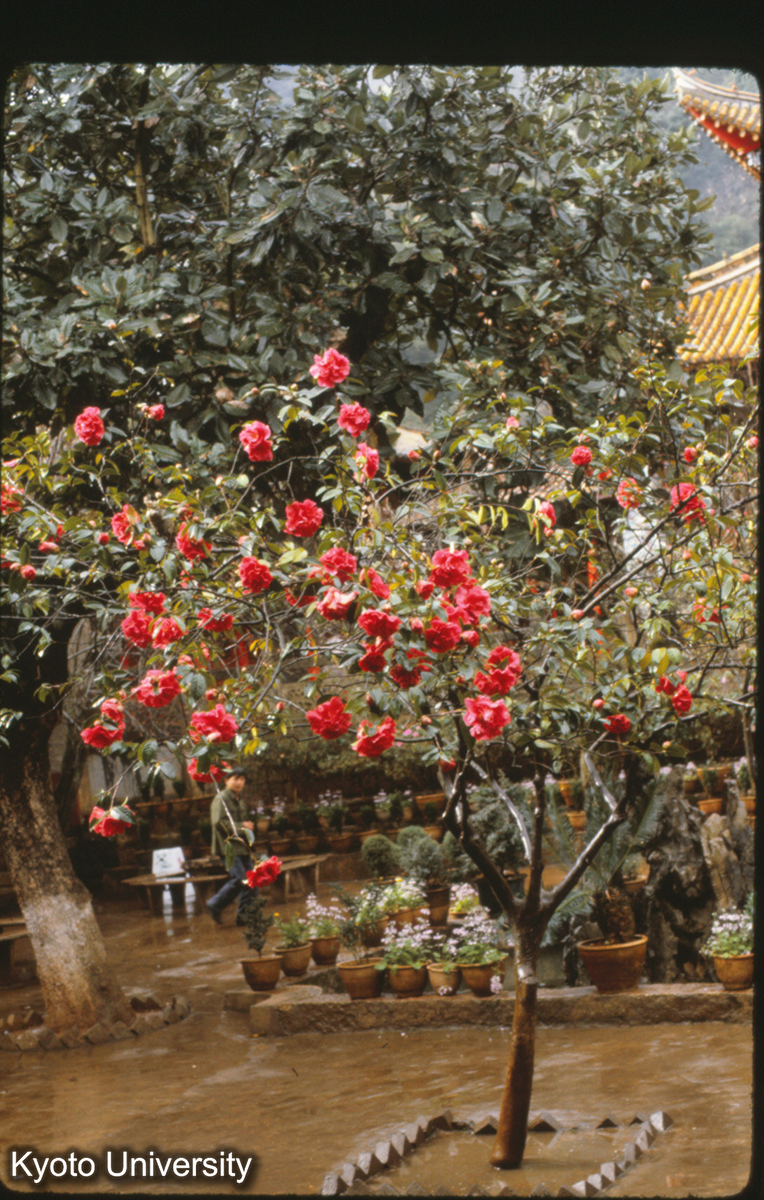 97-7_山茶（つばき） 昆明華亭寺 (1)